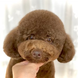 横浜市泉区のトリミングサロン Dog Salon Jupiter トイプードルのトリミング