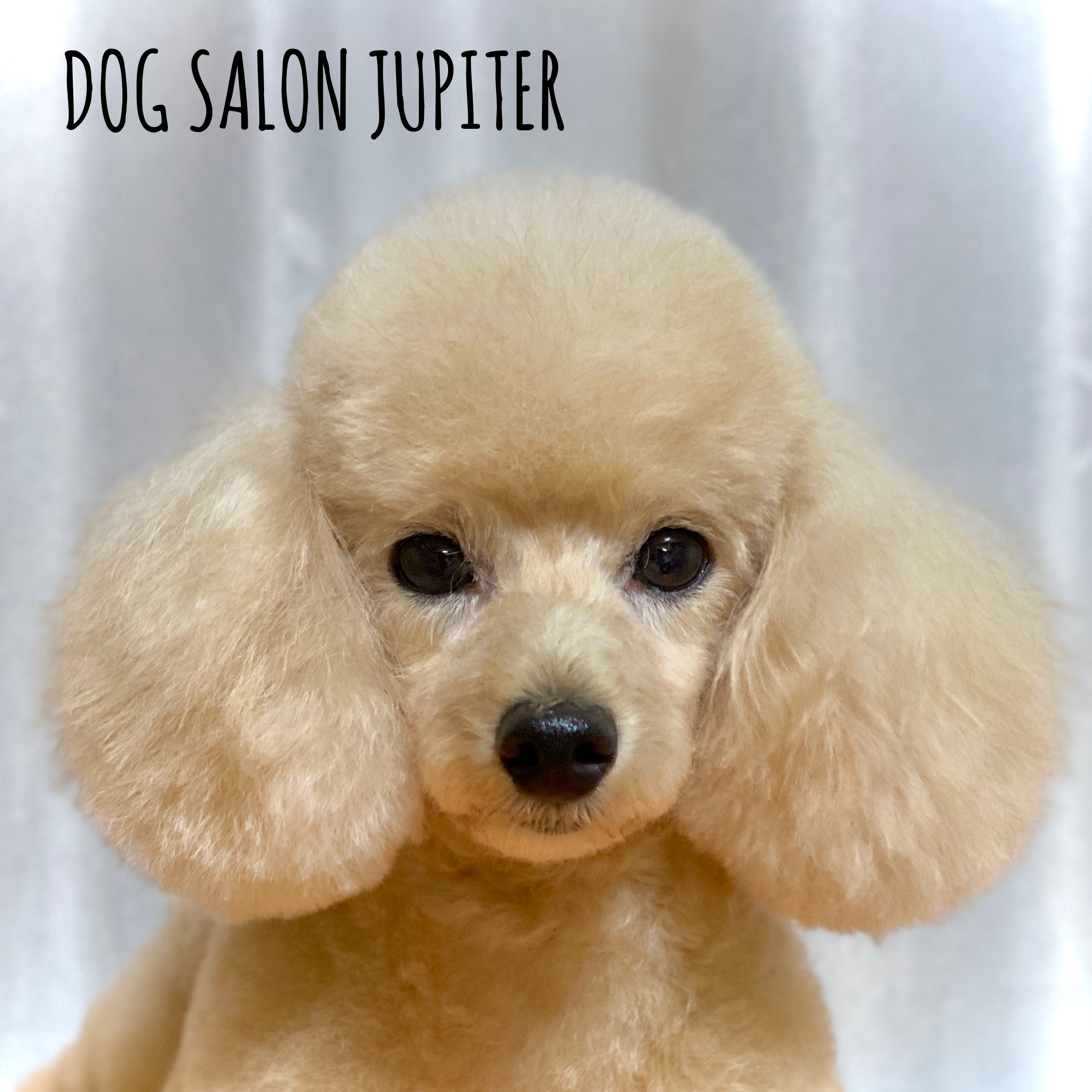 横浜市泉区のトリミングサロン【DOG SALON JUPITER 】トイプードルのトリミング