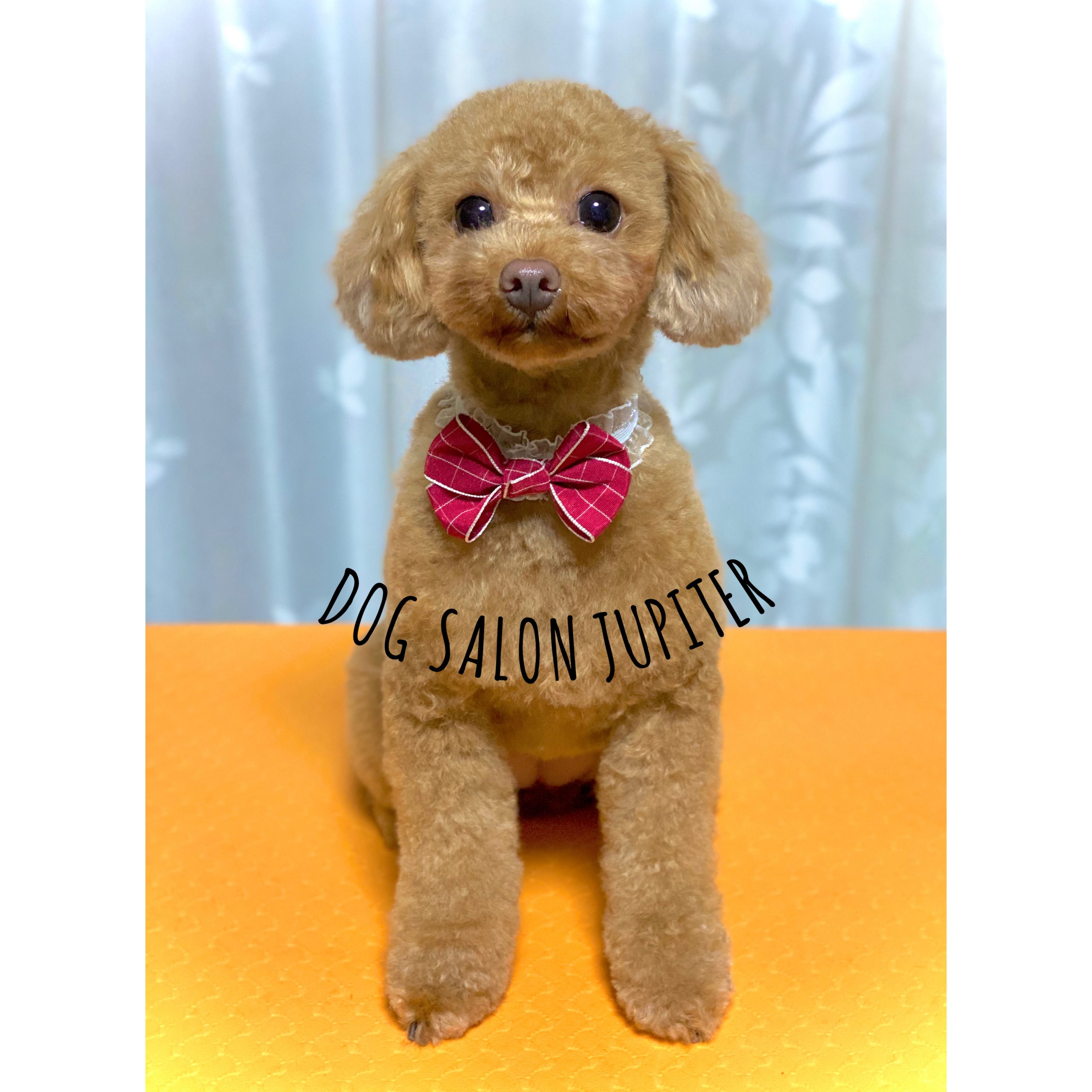 横浜市泉区のトリミングサロン【DOG SALON JUPITER 】トイプードルのトリミング