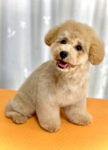 ご新規様 アレちゃん トイプードルの仔犬のトリミング 横浜のトリミングサロン Dog Salon Jupiter