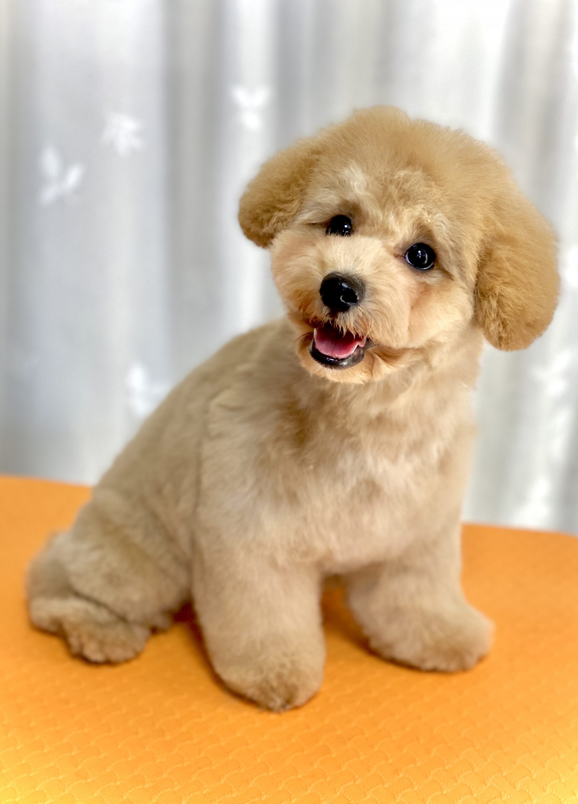 横浜市泉区のトリミングサロン【DOG SALON JUPITER 】ご新規さま★トイプードルの仔犬のトリミング