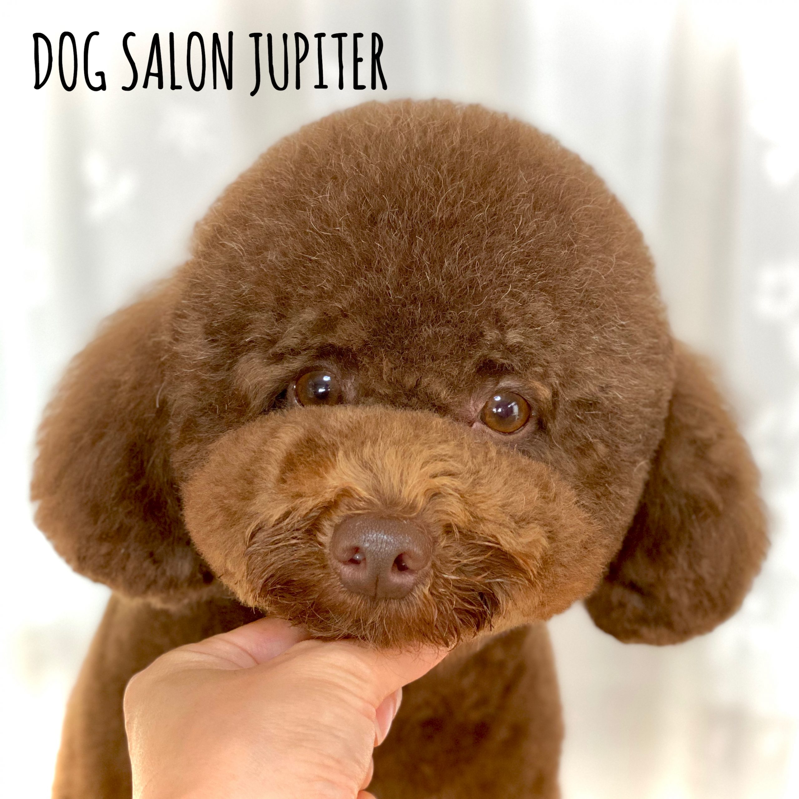 横浜市泉区のトリミングサロン【DOG SALON JUPITER 】トイプードルのトリミング