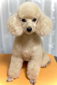 横浜市泉区のトリミングサロン Dog Salon Jupiter トイプードルのトリミング