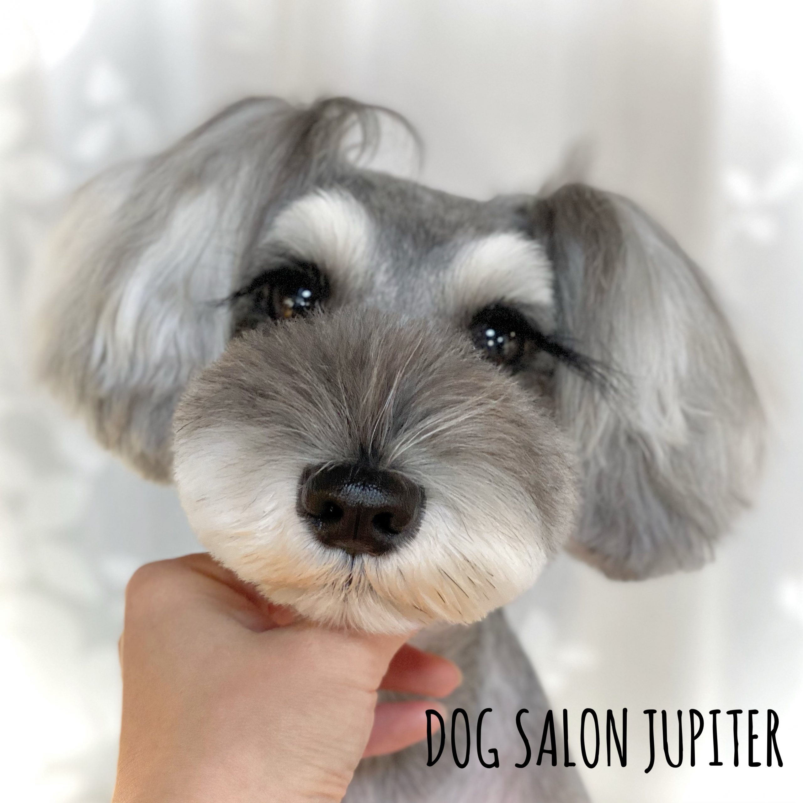 横浜市泉区のトリミングサロン【DOG SALON JUPITER 】シュナウザーのトリミング