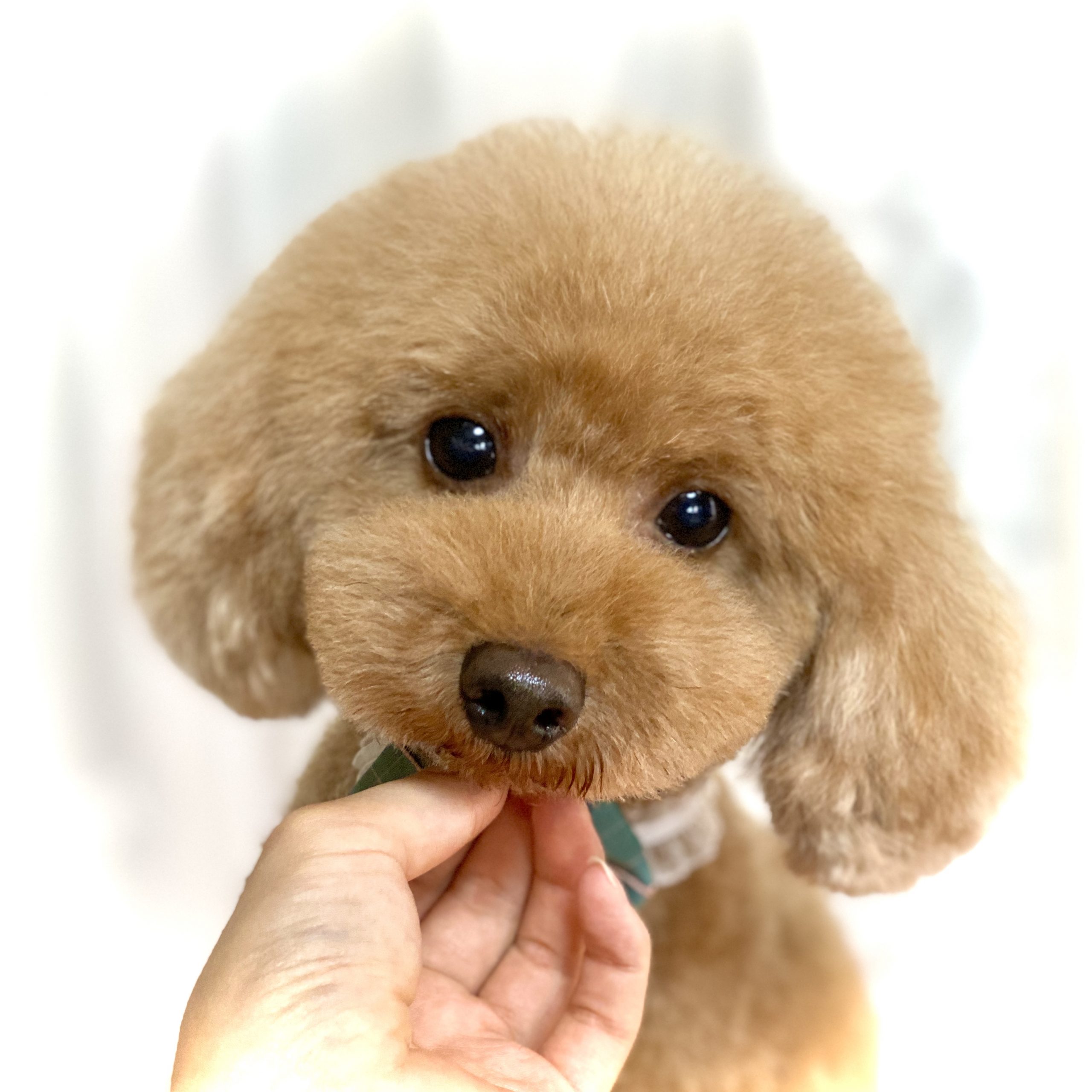 横浜市泉区のトリミングサロン Dog Salon Jupiter トイプードルのトリミング