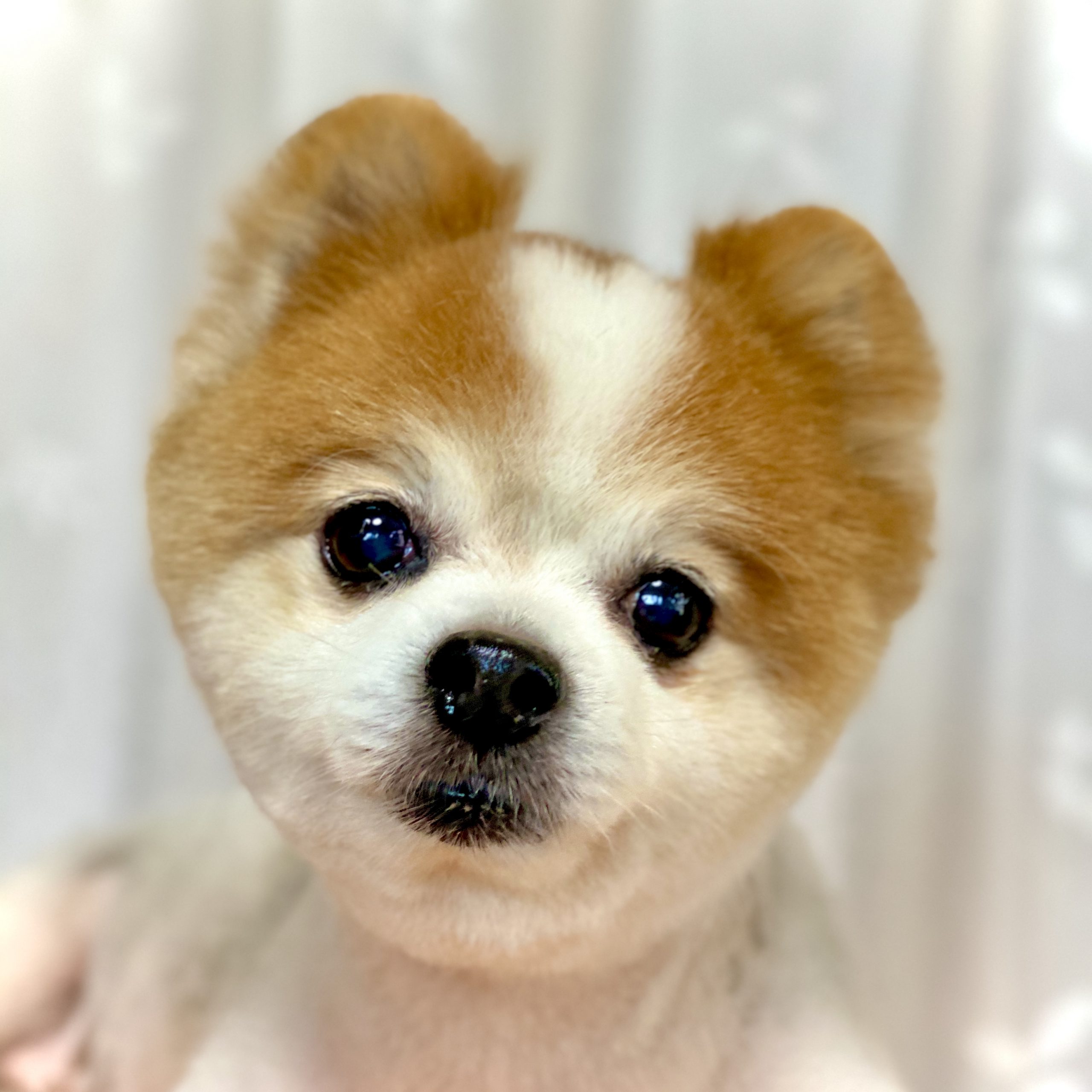 横浜市泉区のトリミングサロン【DOG SALON JUPITER 】ミックス犬のトリミング