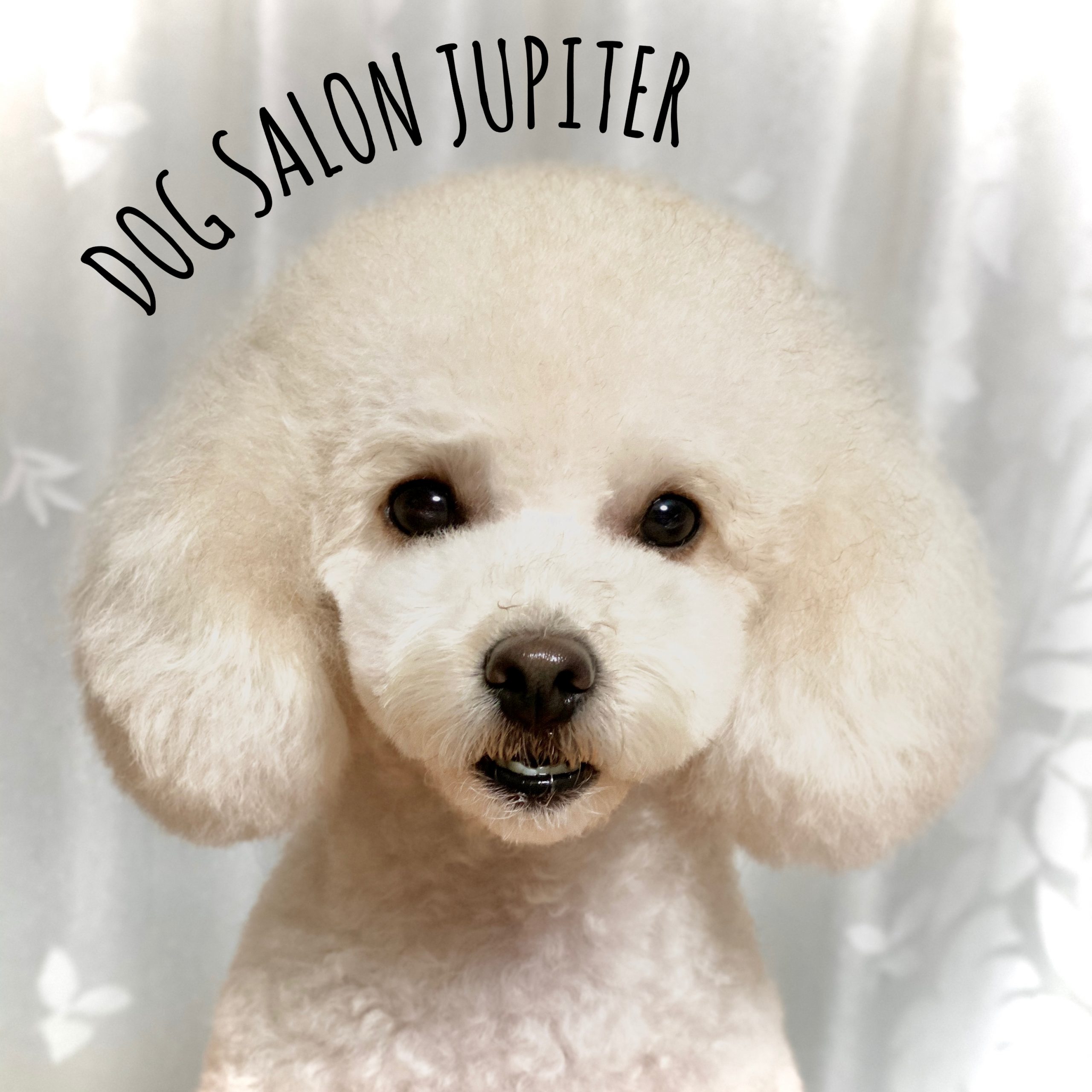 横浜市泉区のトリミングサロン【DOG SALON JUPITER 】トイプードルのトリミング