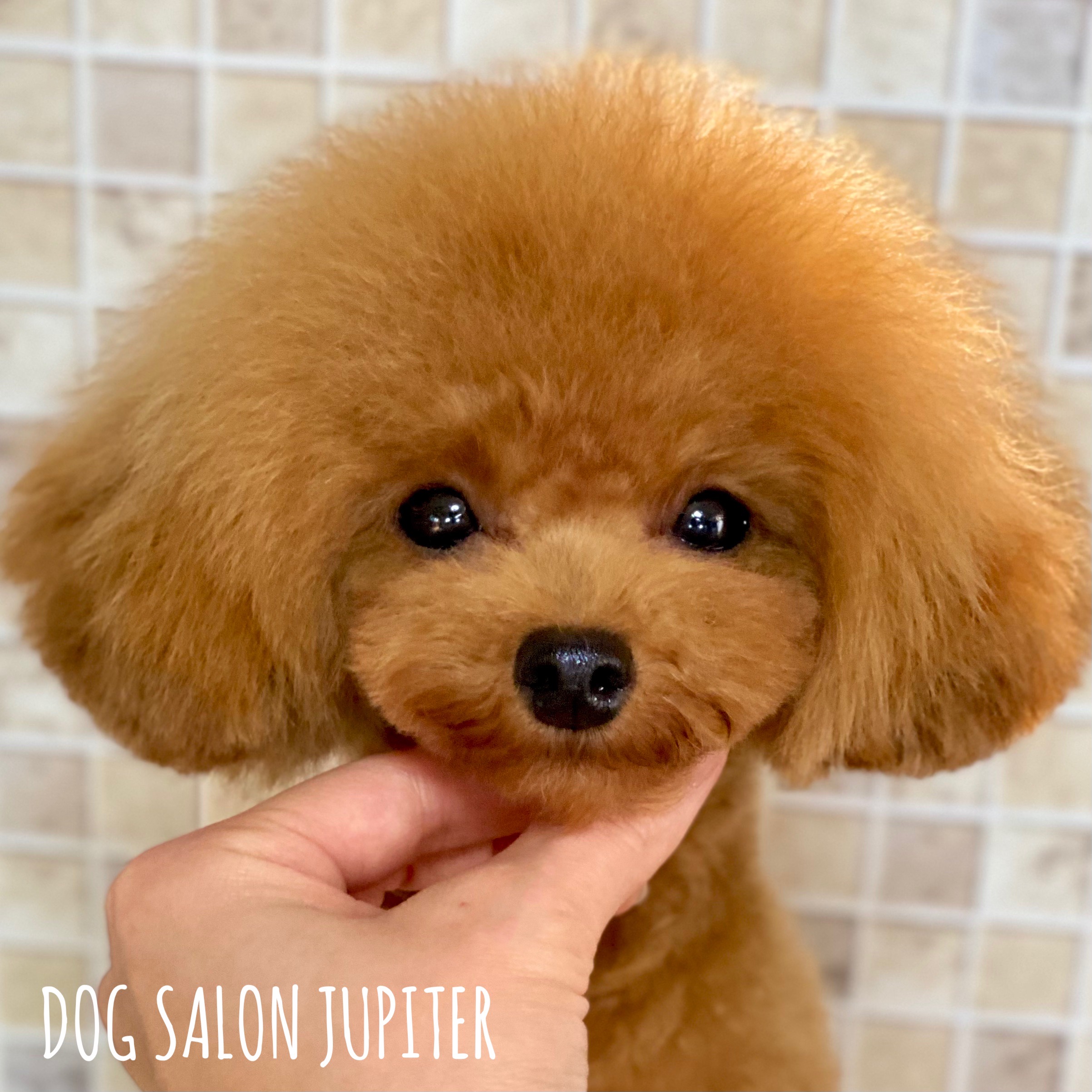 横浜市泉区のトリミングサロン【DOG SALON JUPITER 】ティーカッププードルの仔犬のトリミング