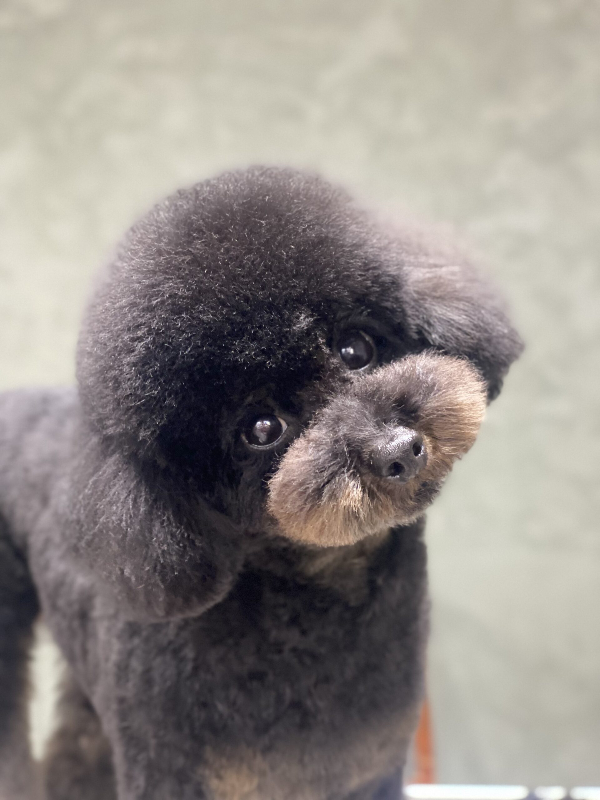 綾瀬市 長後駅周辺のトリミングサロン【DOG SALON JUPITER 】トイプードルのトリミング