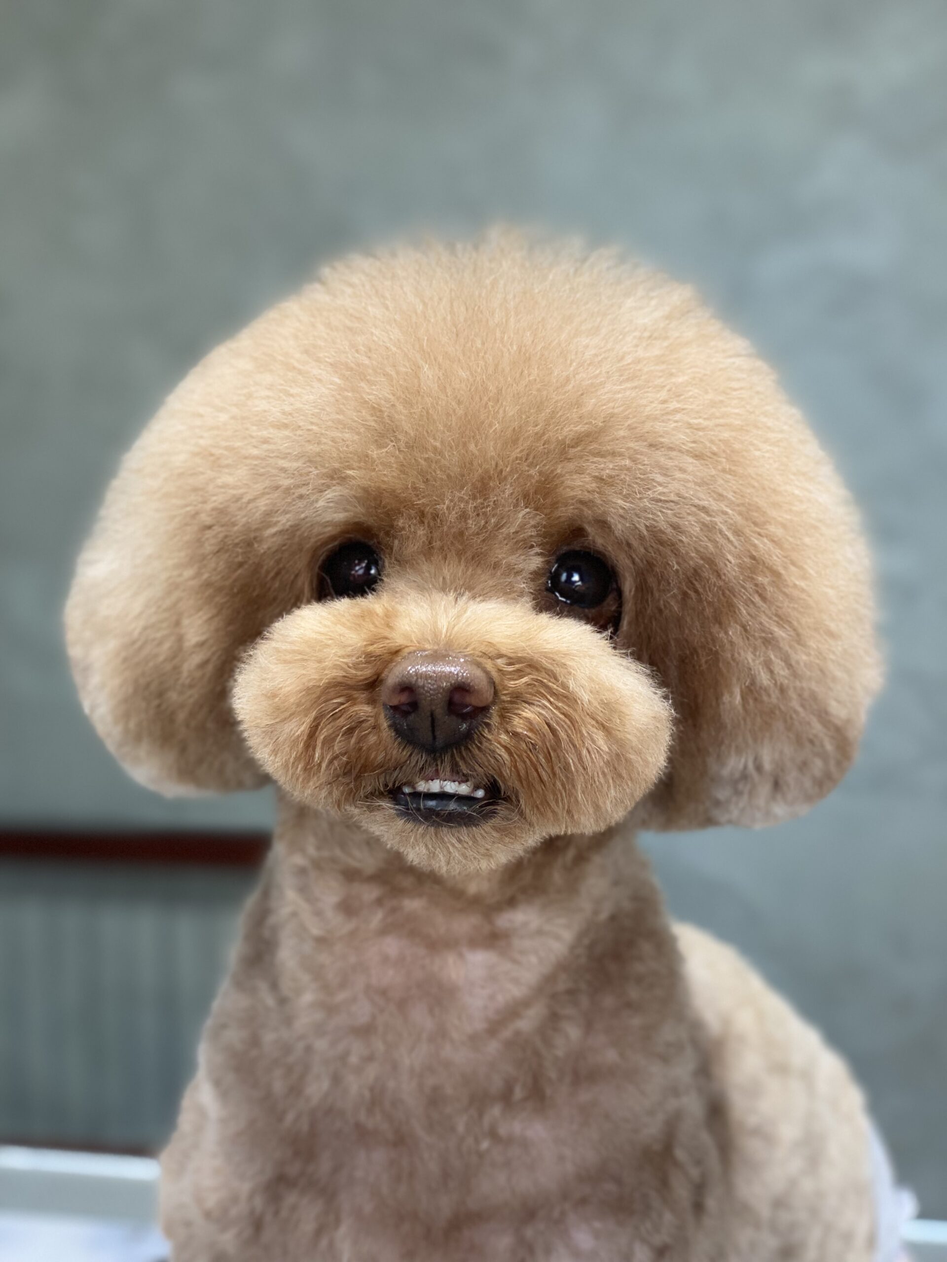 綾瀬市 長後駅周辺のトリミングサロン【DOG SALON JUPITER 】トイプードルのトリミング