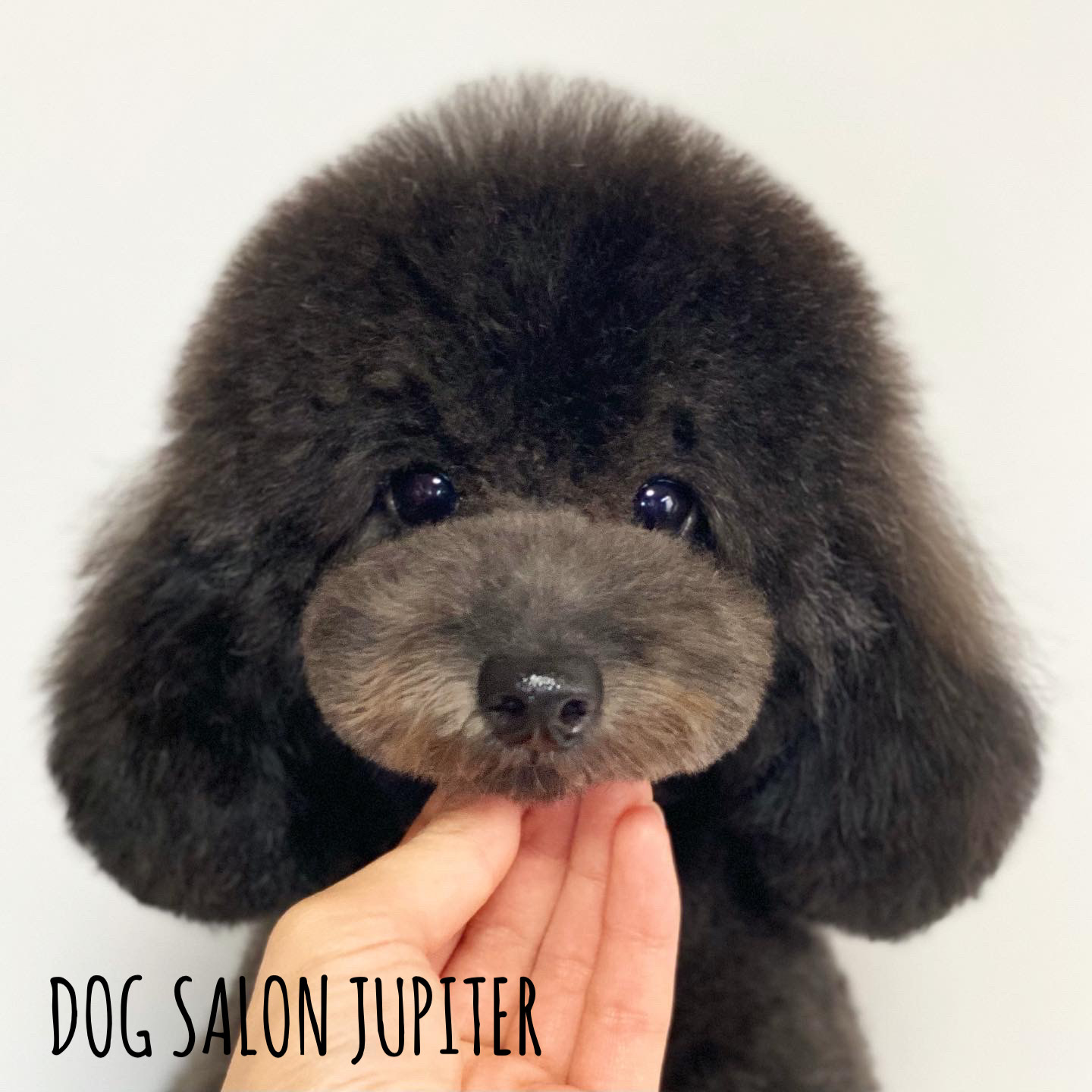 横浜市泉区のトリミングサロン【DOG SALON JUPITER 】トイプードルの仔犬のトリミング
