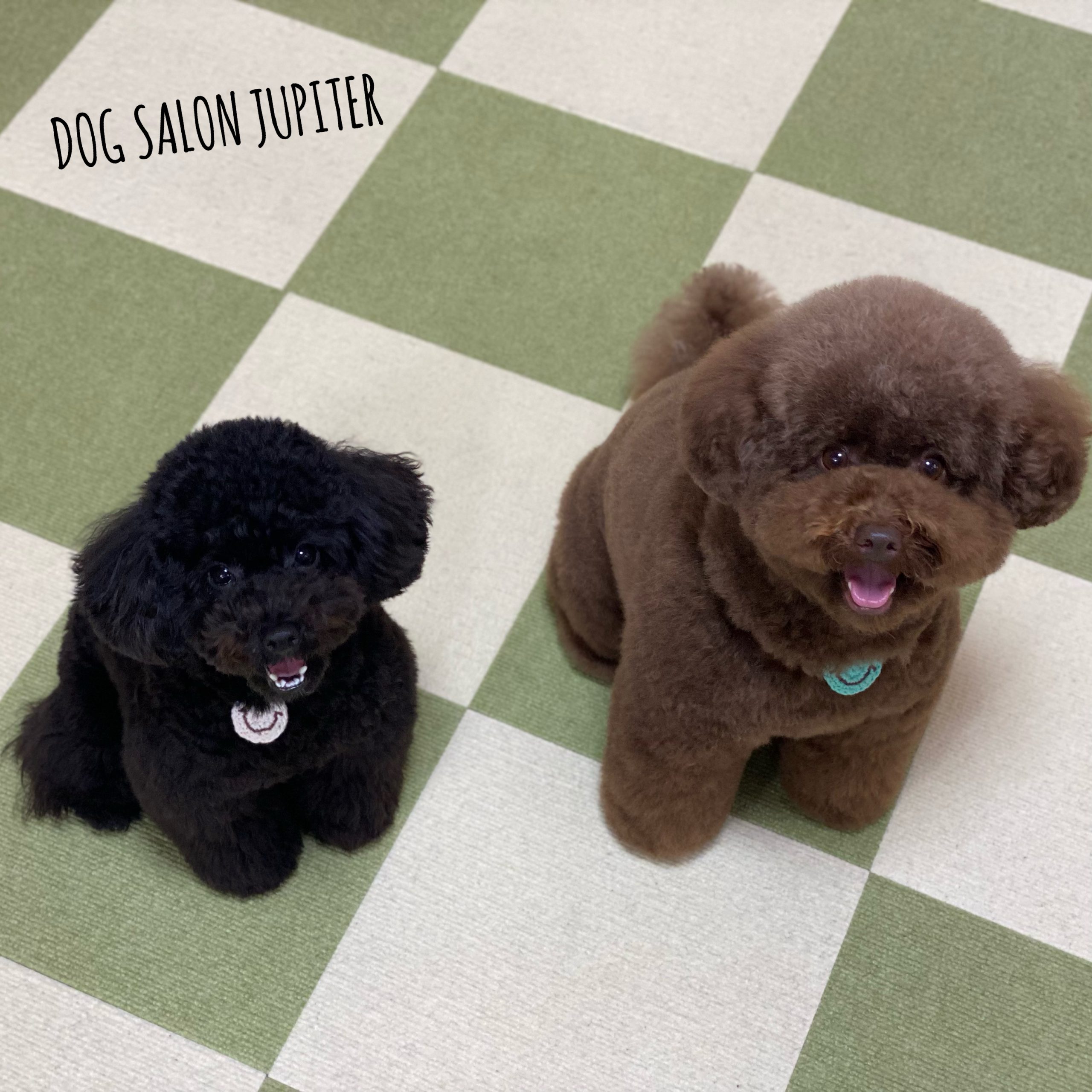 横浜市泉区のトリミングサロン【DOG SALON JUPITER 】トイプードルのトリミング