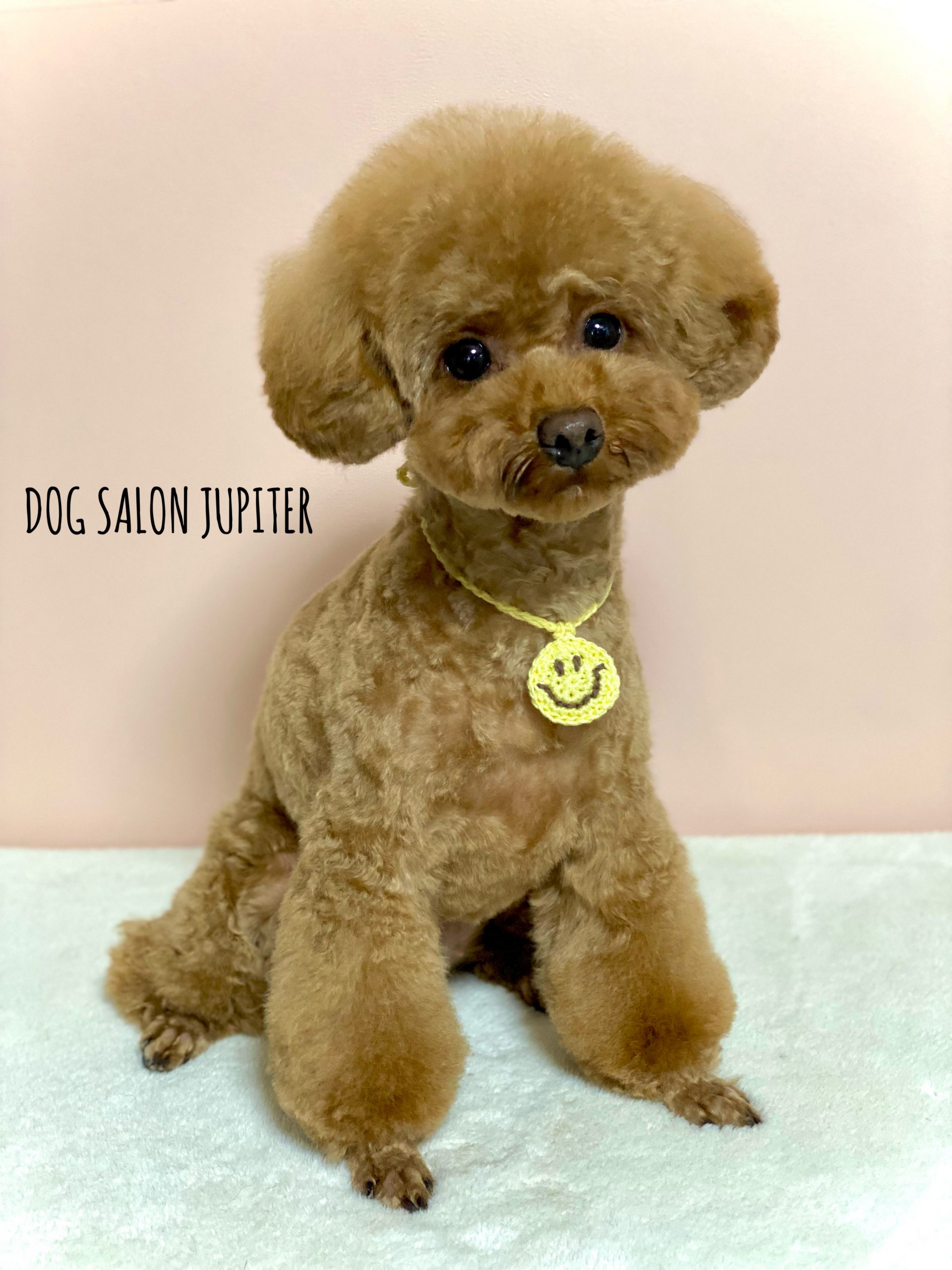 横浜市泉区のトリミングサロン【DOG SALON JUPITER 】トイプードルのトリミング