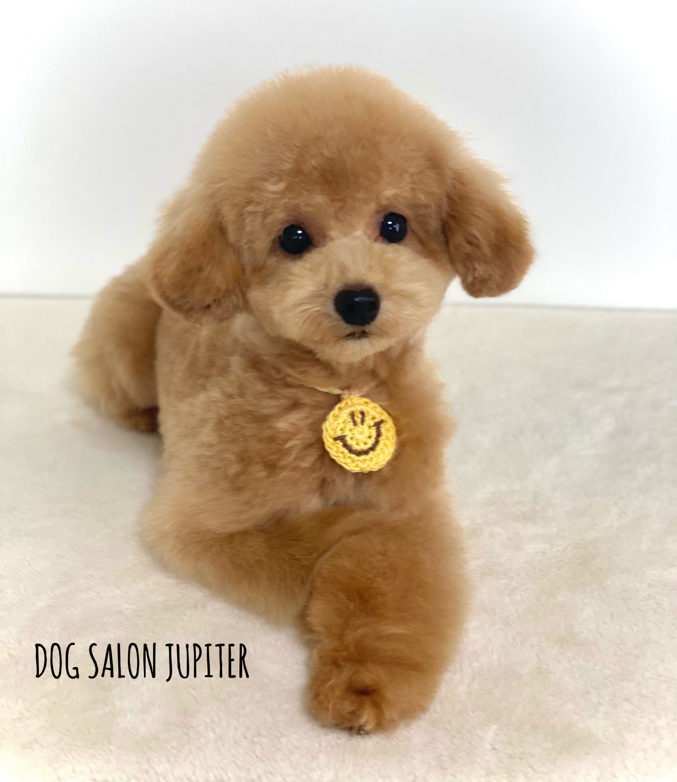 横浜市泉区のトリミングサロン【DOG SALON JUPITER 】トイプードルのトリミング