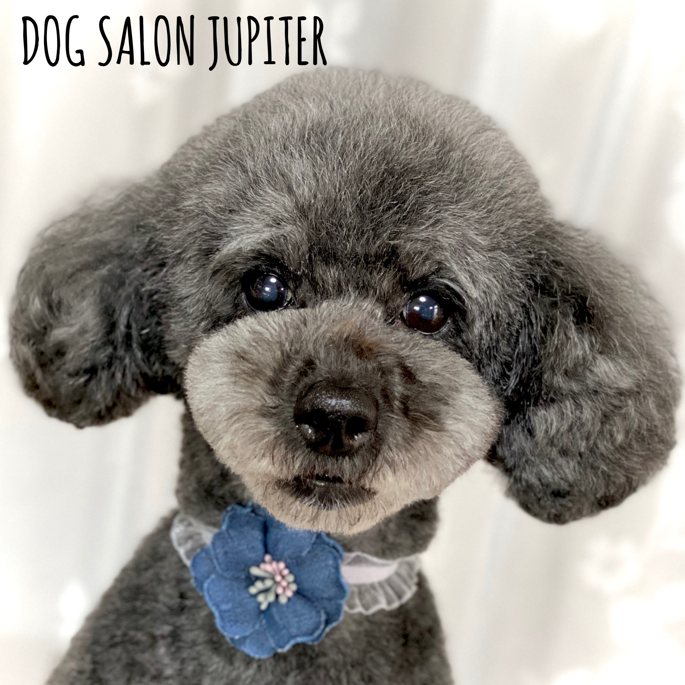 横浜市泉区のトリミングサロン【DOG SALON JUPITER 】トイプードルのトリミング