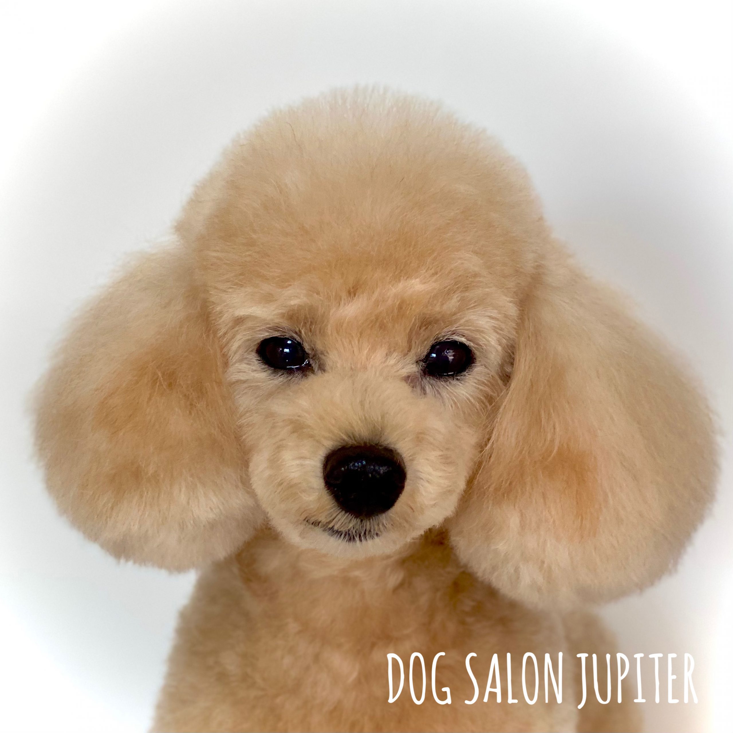 横浜市泉区のトリミングサロン【DOG SALON JUPITER 】トイプードルのトリミング