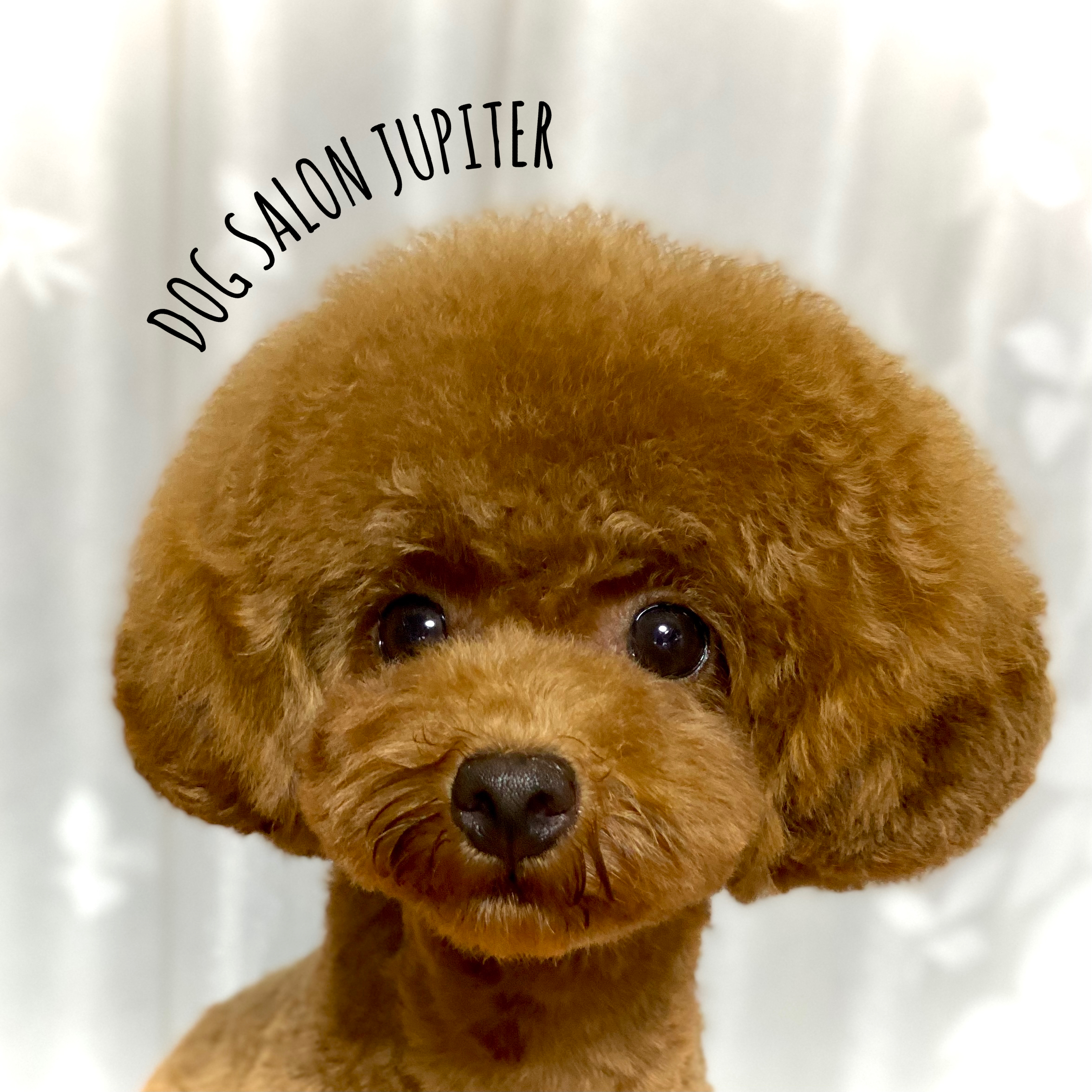 サービス内容の説明｜横浜のトリミングサロン DOG SALON JUPITER