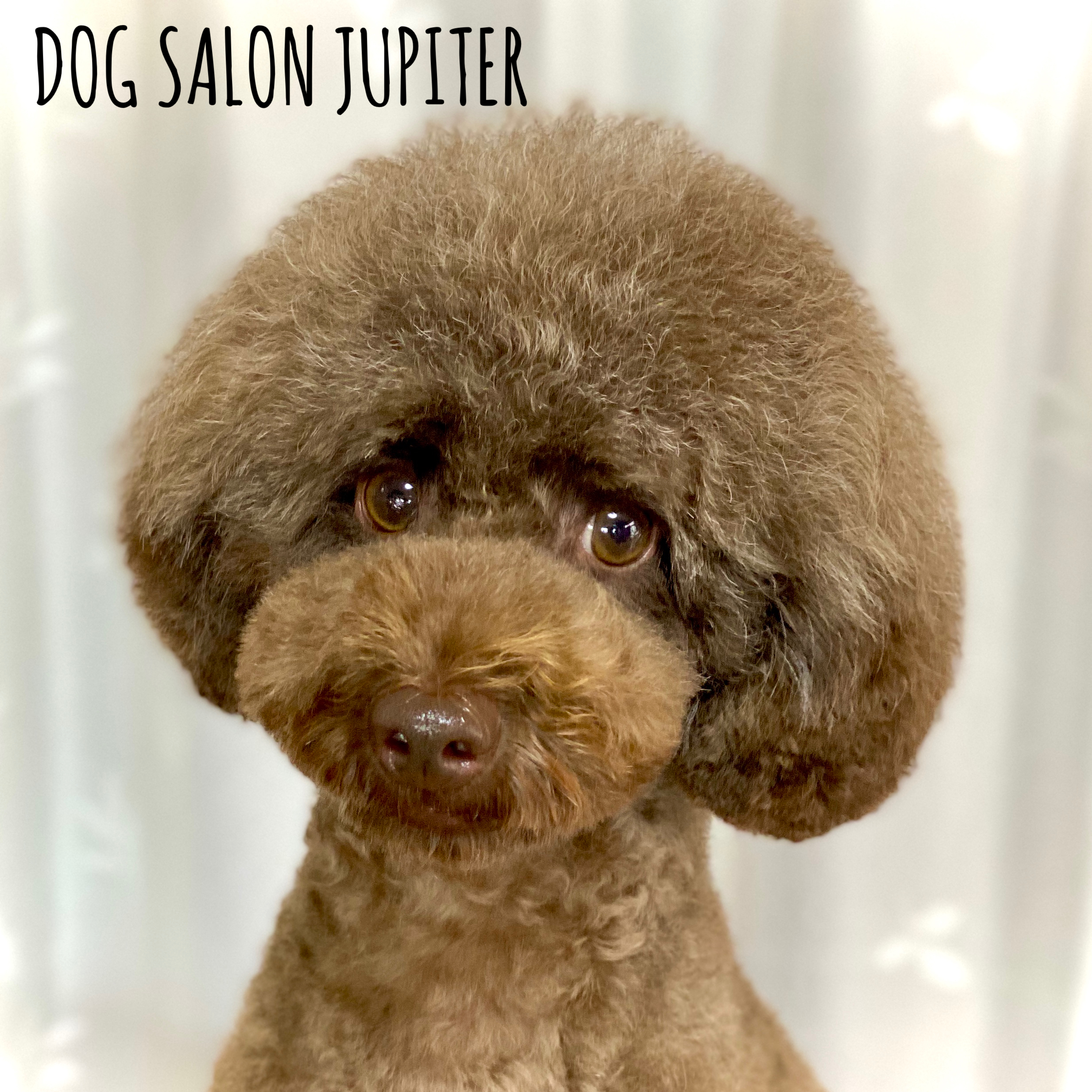 横浜市泉区のトリミングサロン【DOG SALON JUPITER 】トイプードルのトリミング