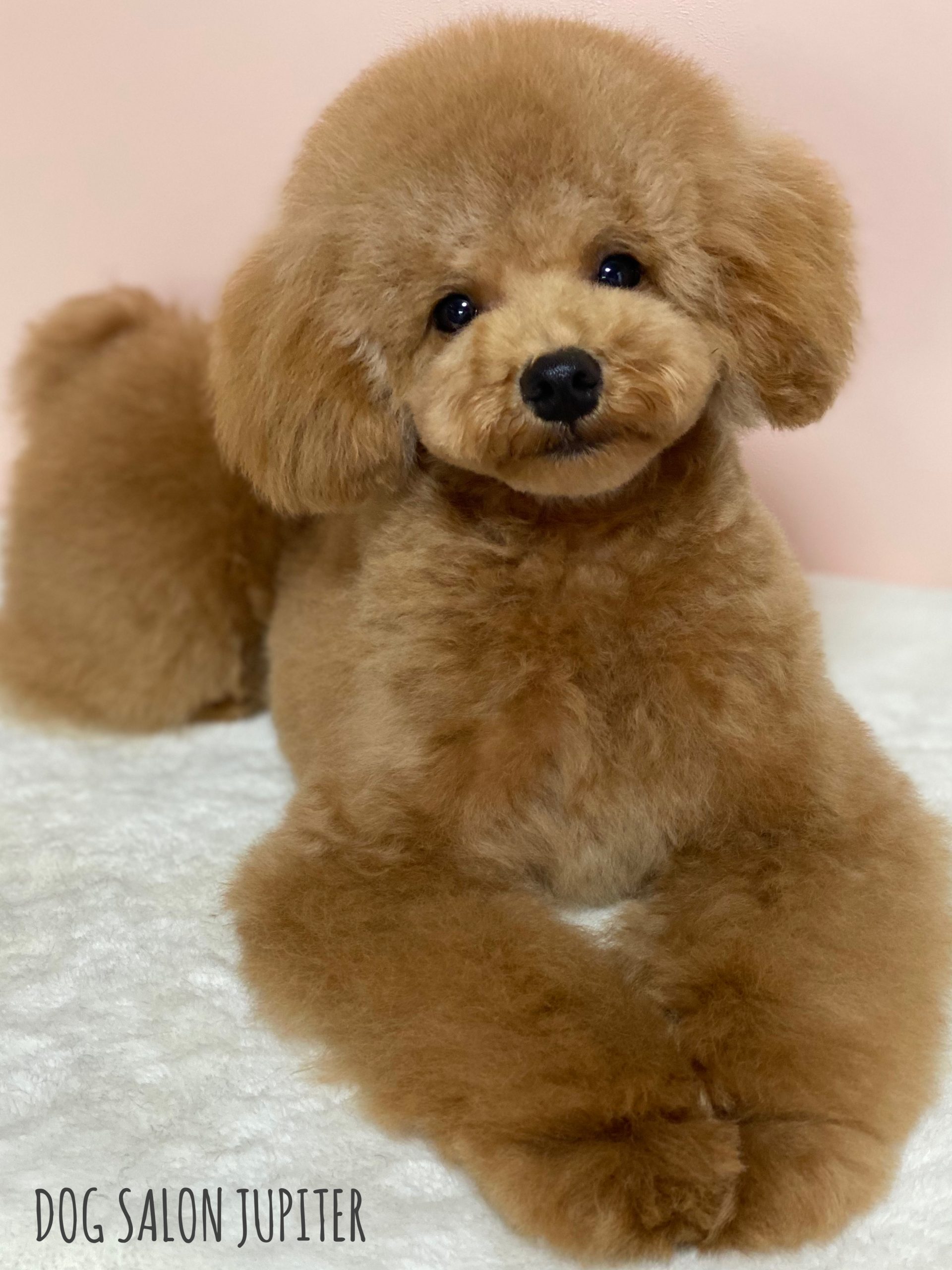 横浜市泉区のトリミングサロン【DOG SALON JUPITER 】トイプードルの仔犬のトリミング