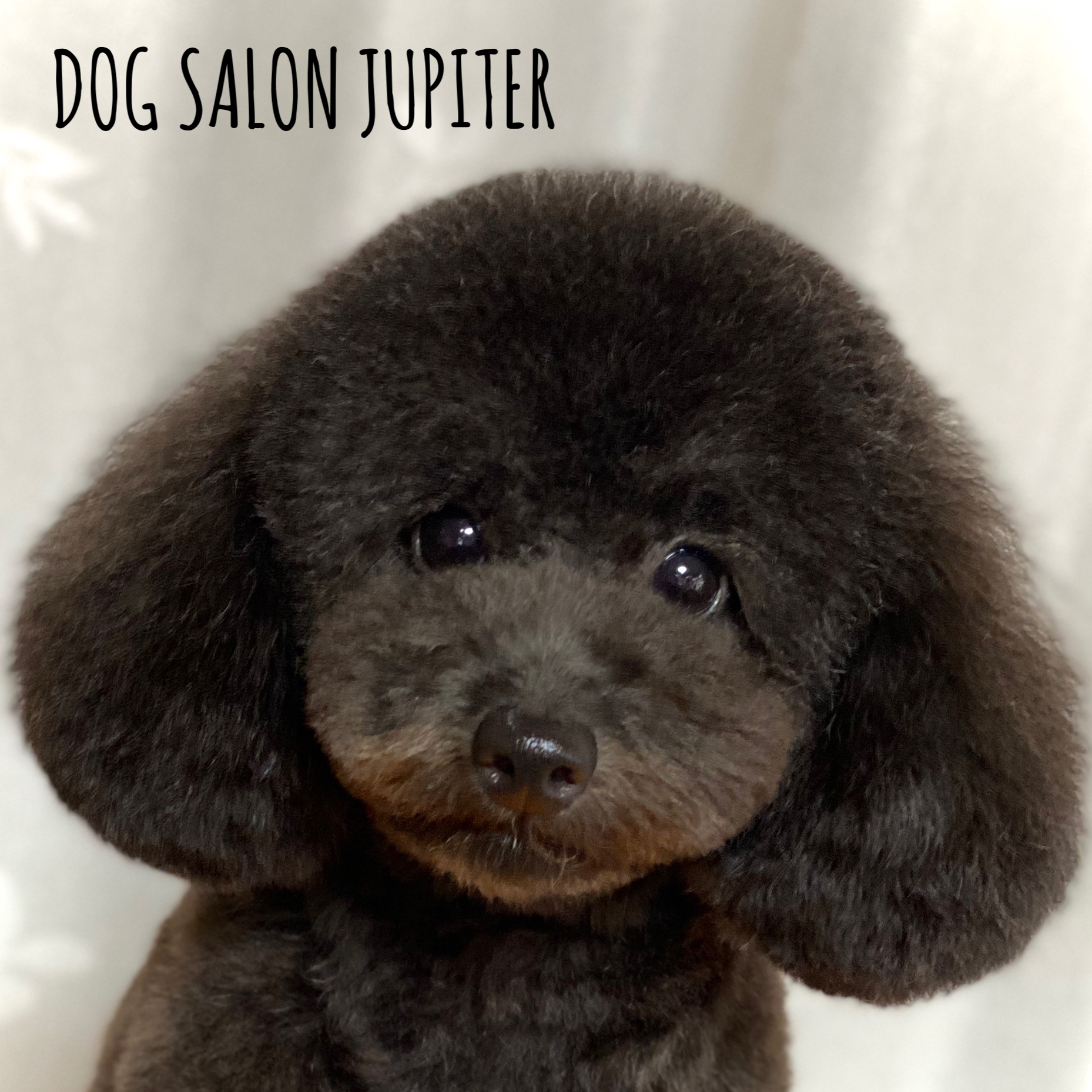 横浜市泉区のトリミングサロン【DOG SALON JUPITER 】トイプードルの仔犬のトリミング