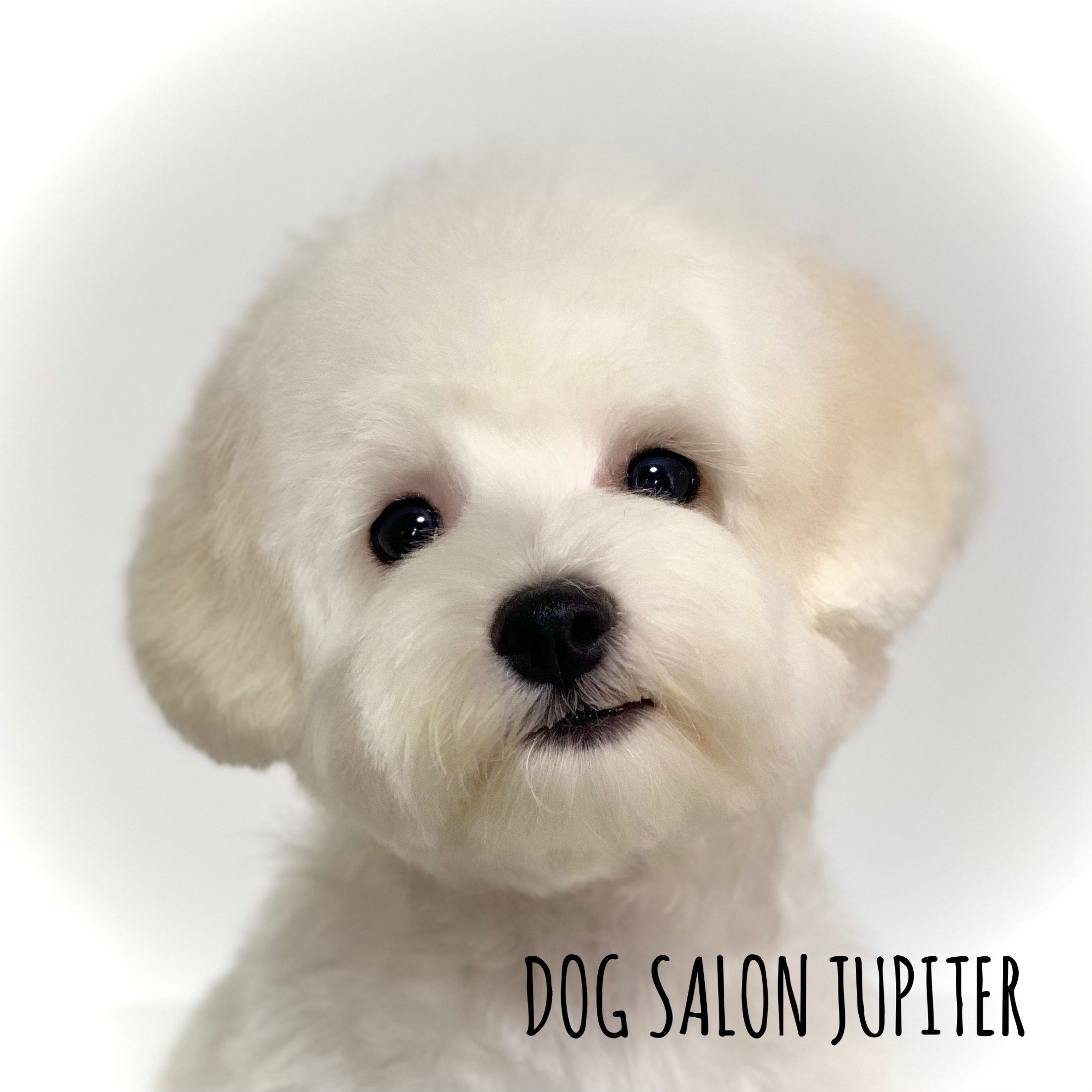 横浜市泉区のトリミングサロン【DOG SALON JUPITER 】ビションフリーゼの仔犬のトリミング