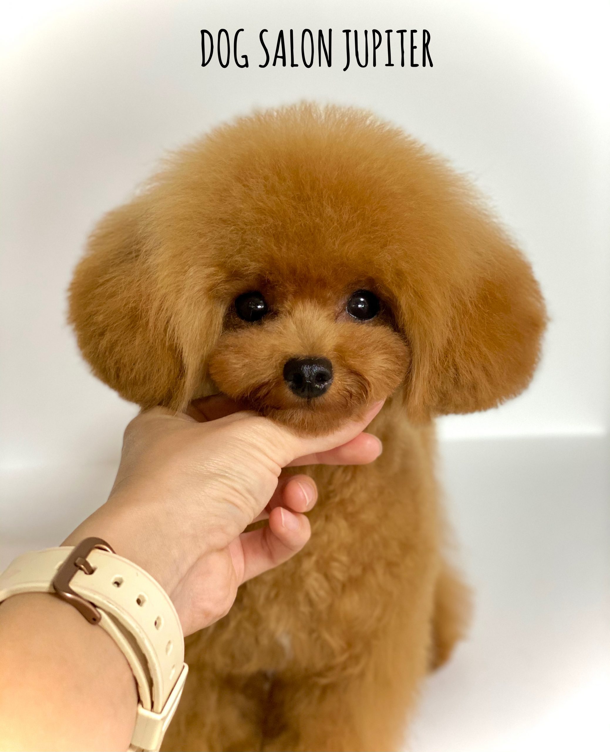 横浜市泉区のトリミングサロン【DOG SALON JUPITER 】ティーカッププードルの仔犬のトリミング