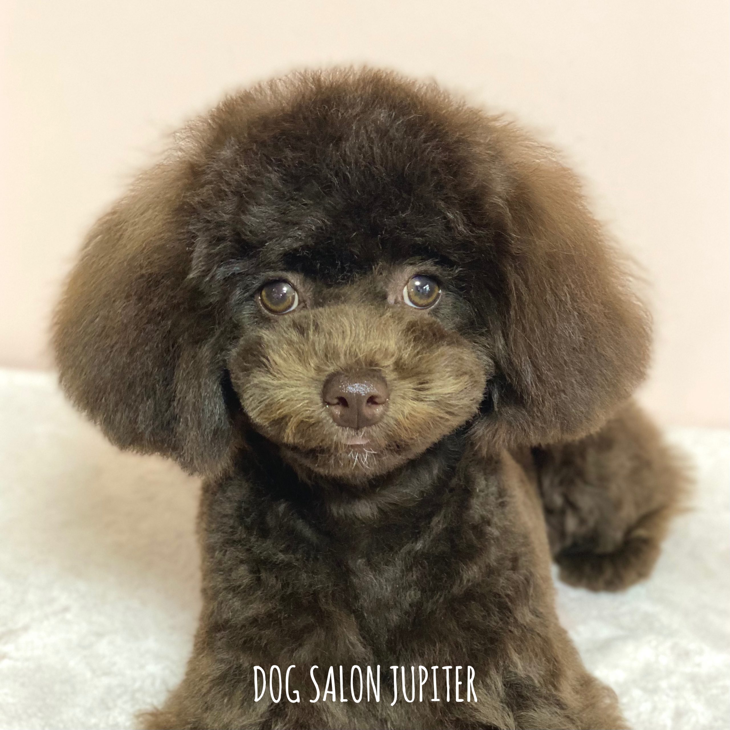 横浜市泉区のトリミングサロン【DOG SALON JUPITER 】トイプードルの仔犬のトリミング