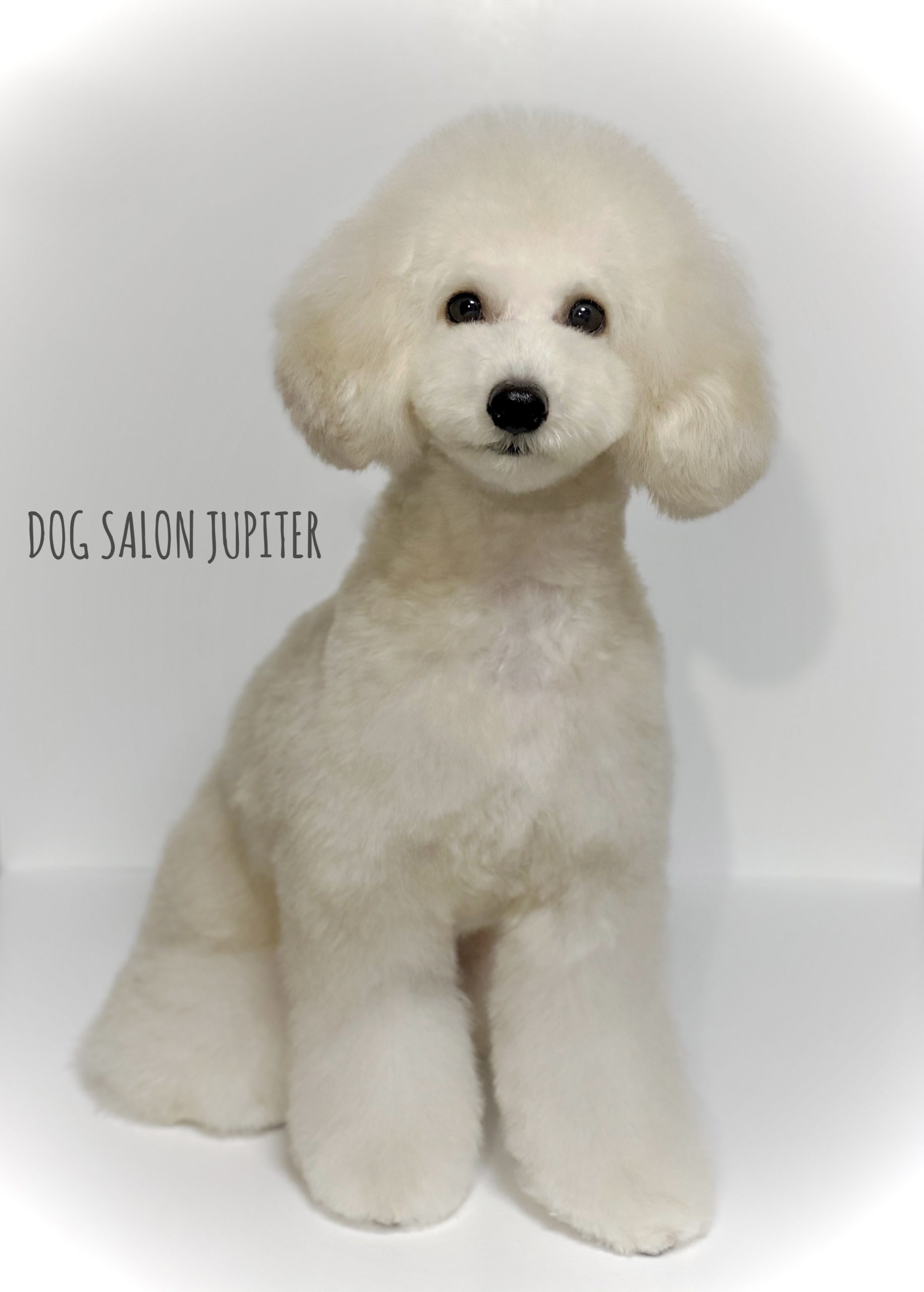 横浜市泉区のトリミングサロン【DOG SALON JUPITER 】タイニープードルの仔犬のトリミング