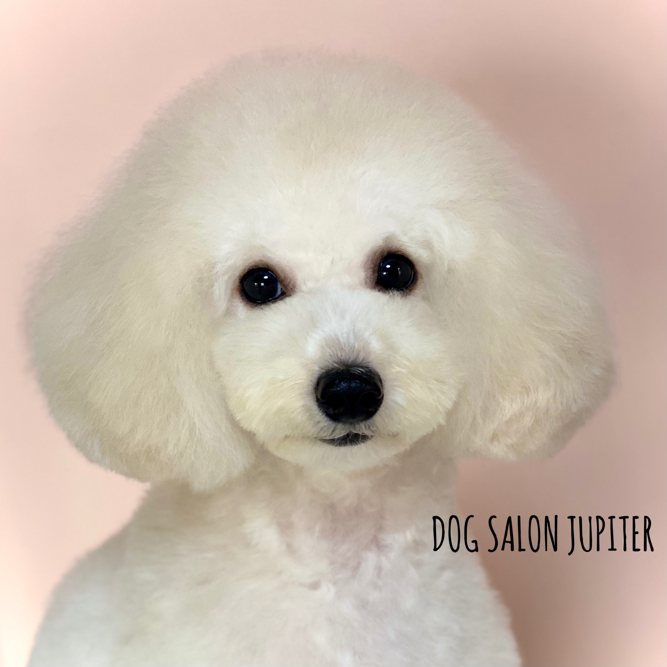 横浜市泉区のトリミングサロン【DOG SALON JUPITER 】トイプードルのトリミング