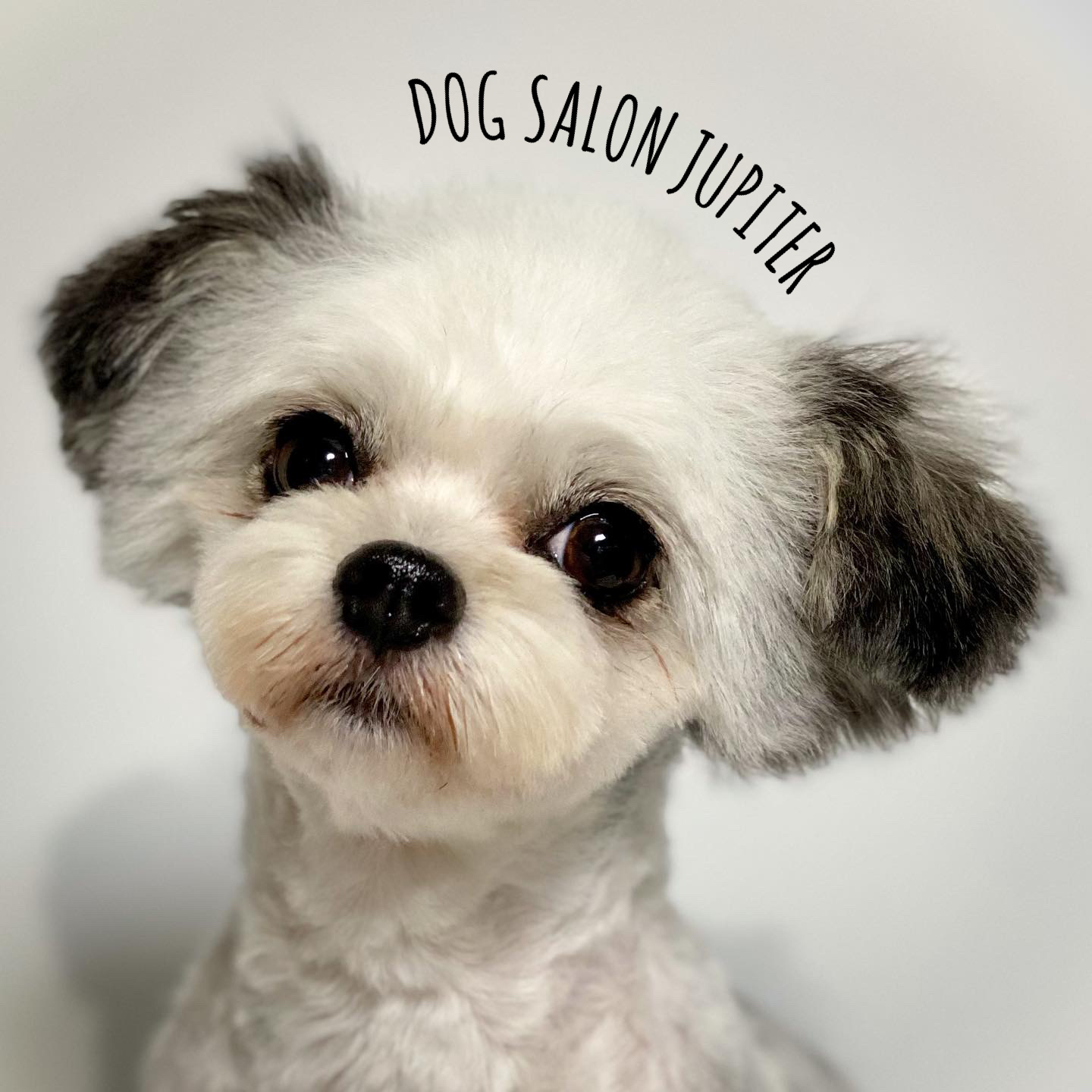 横浜市泉区のトリミングサロン Dog Salon Jupiter ミックス犬のトリミング