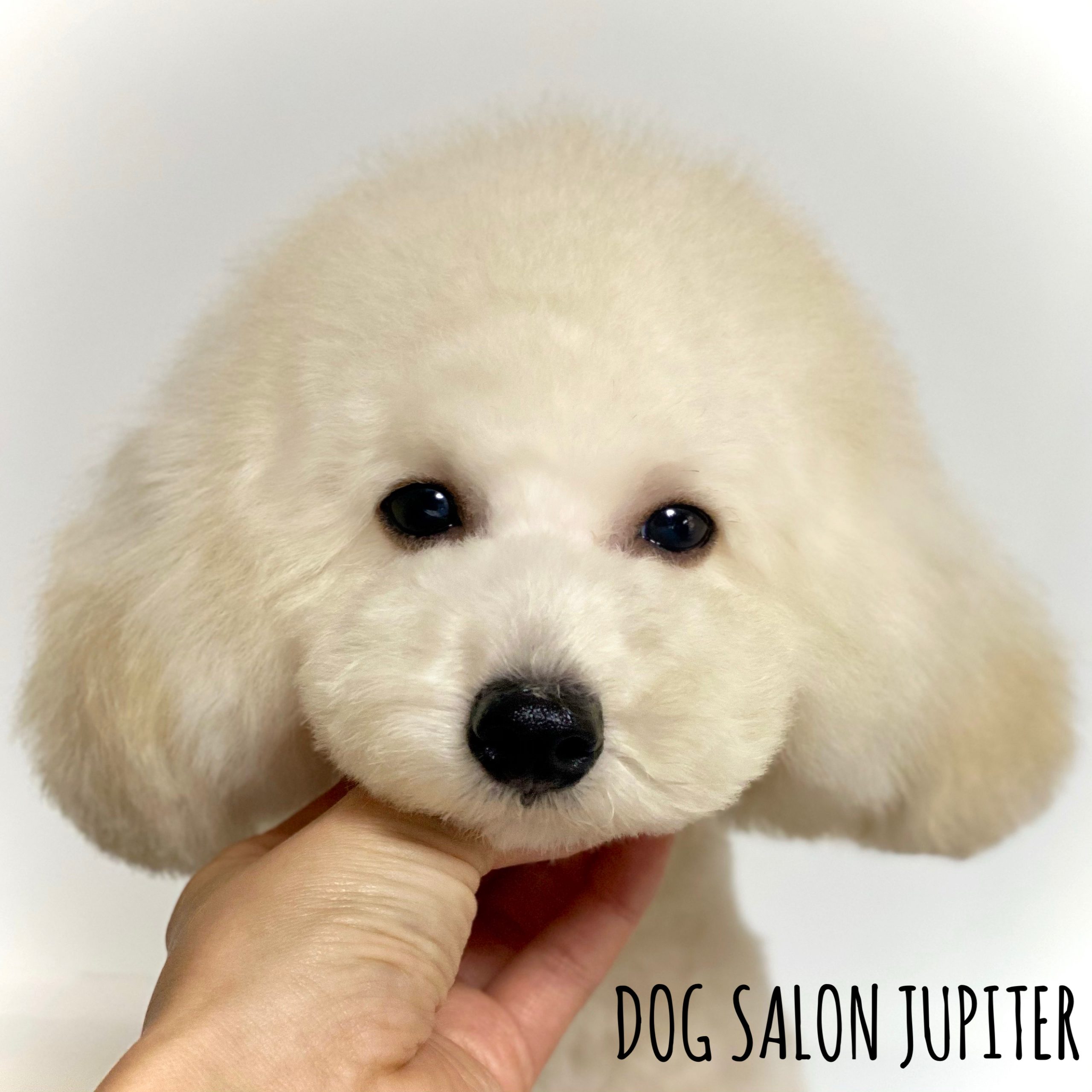 横浜市泉区のトリミングサロン【DOG SALON JUPITER 】タイニープードルの仔犬のトリミング