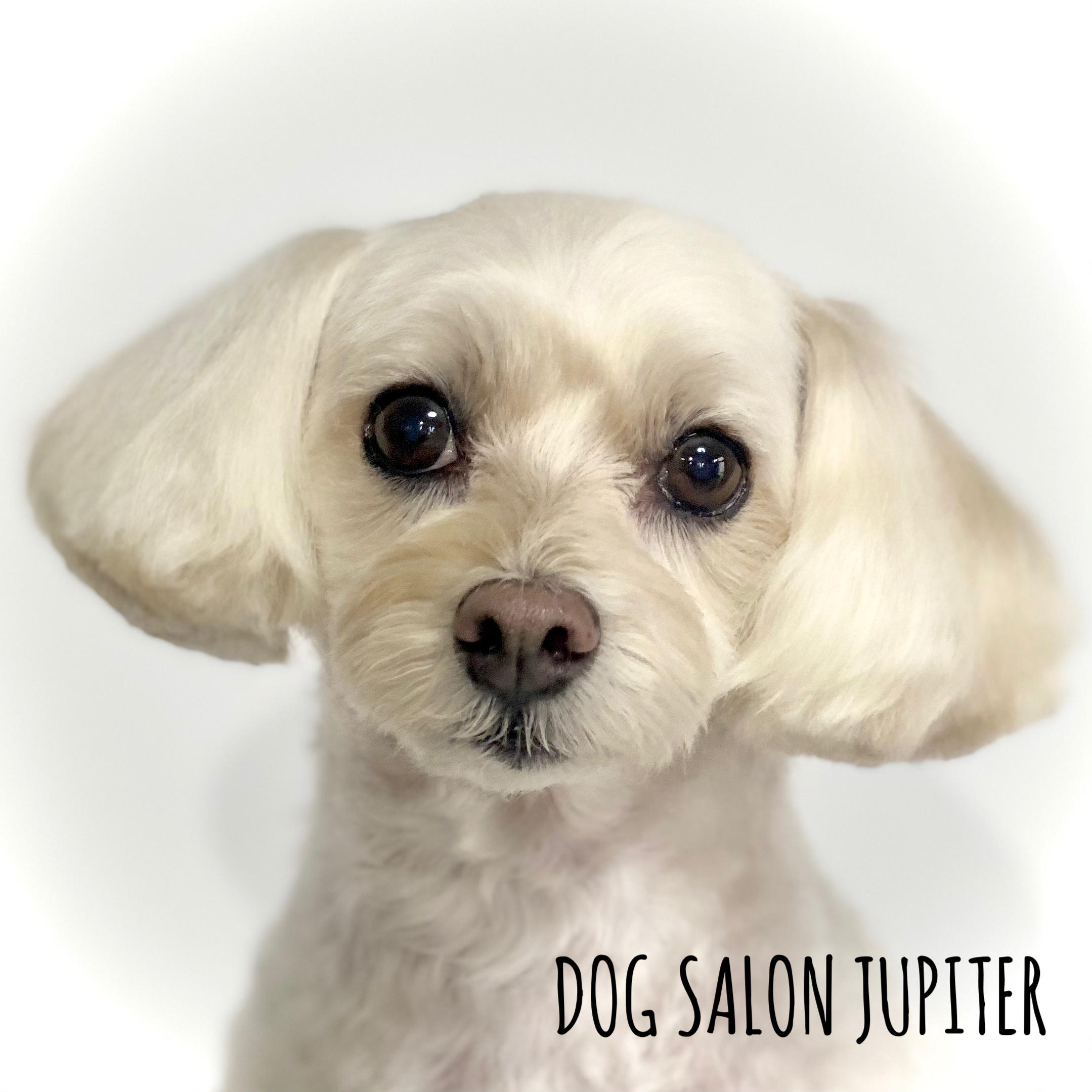 横浜市泉区のトリミングサロン【DOG SALON JUPITER 】ミックス犬のトリミング