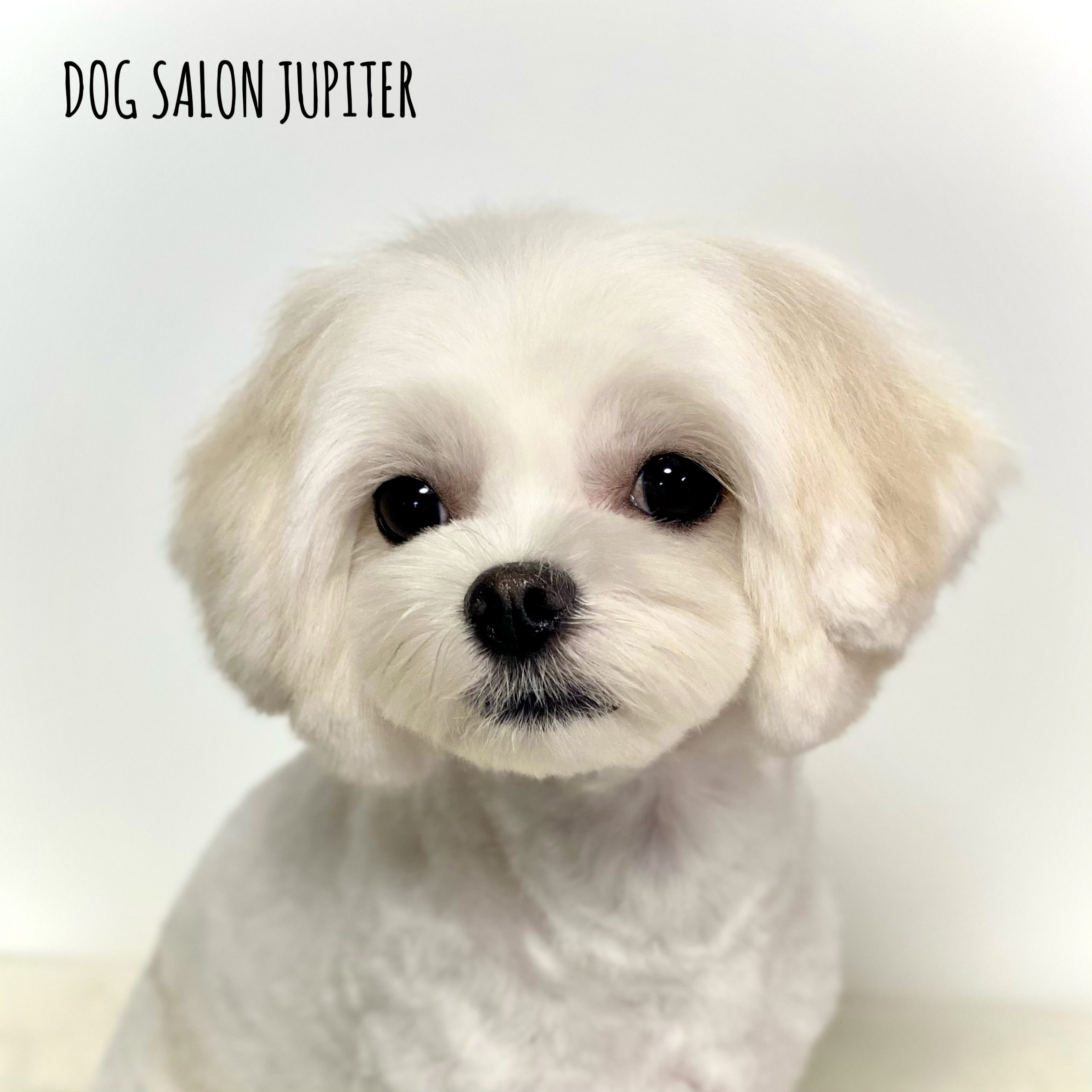 横浜市泉区のトリミングサロン【DOG SALON JUPITER 】ミックス犬のトリミング