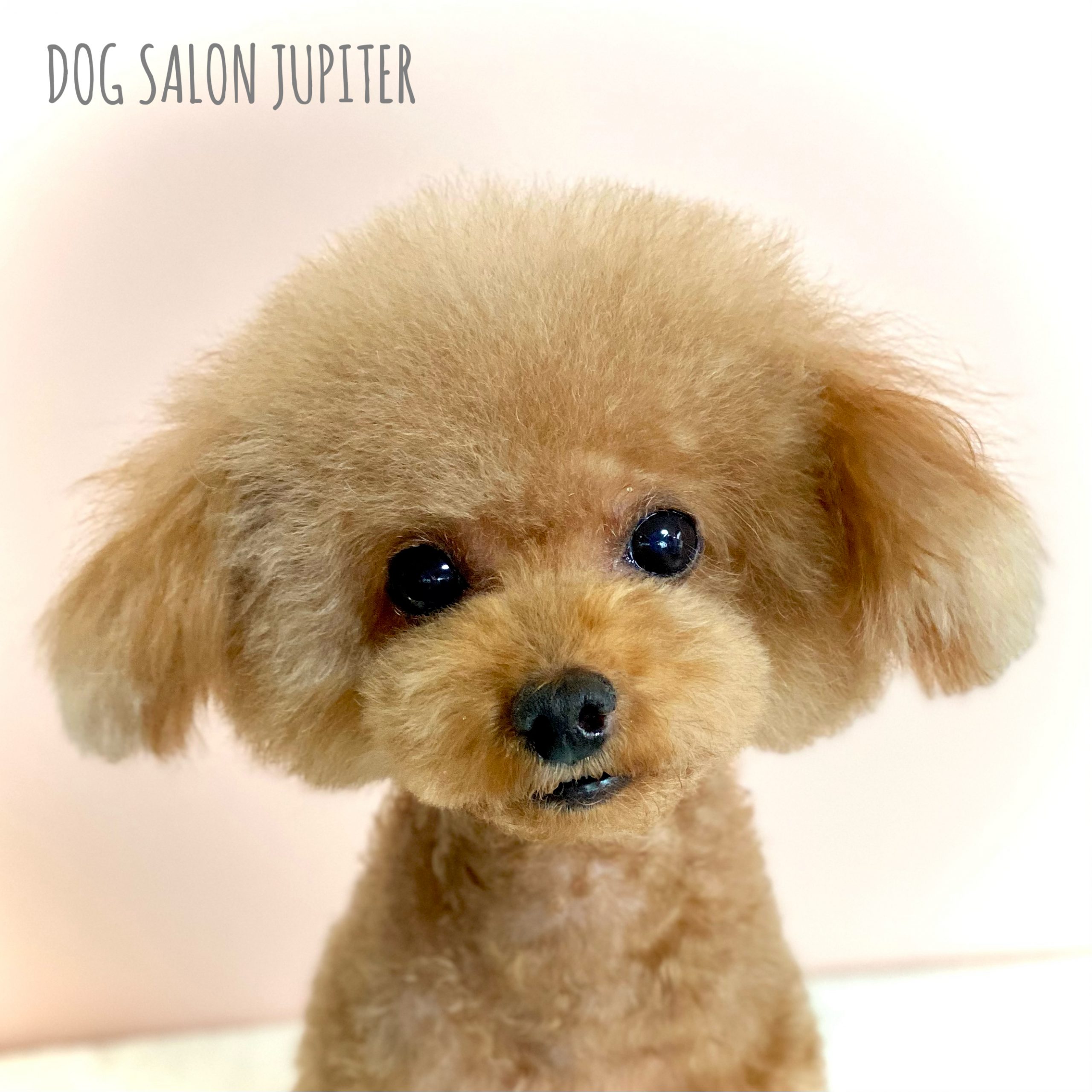 横浜市泉区のトリミングサロン【DOG SALON JUPITER 】トイプードルのトリミング