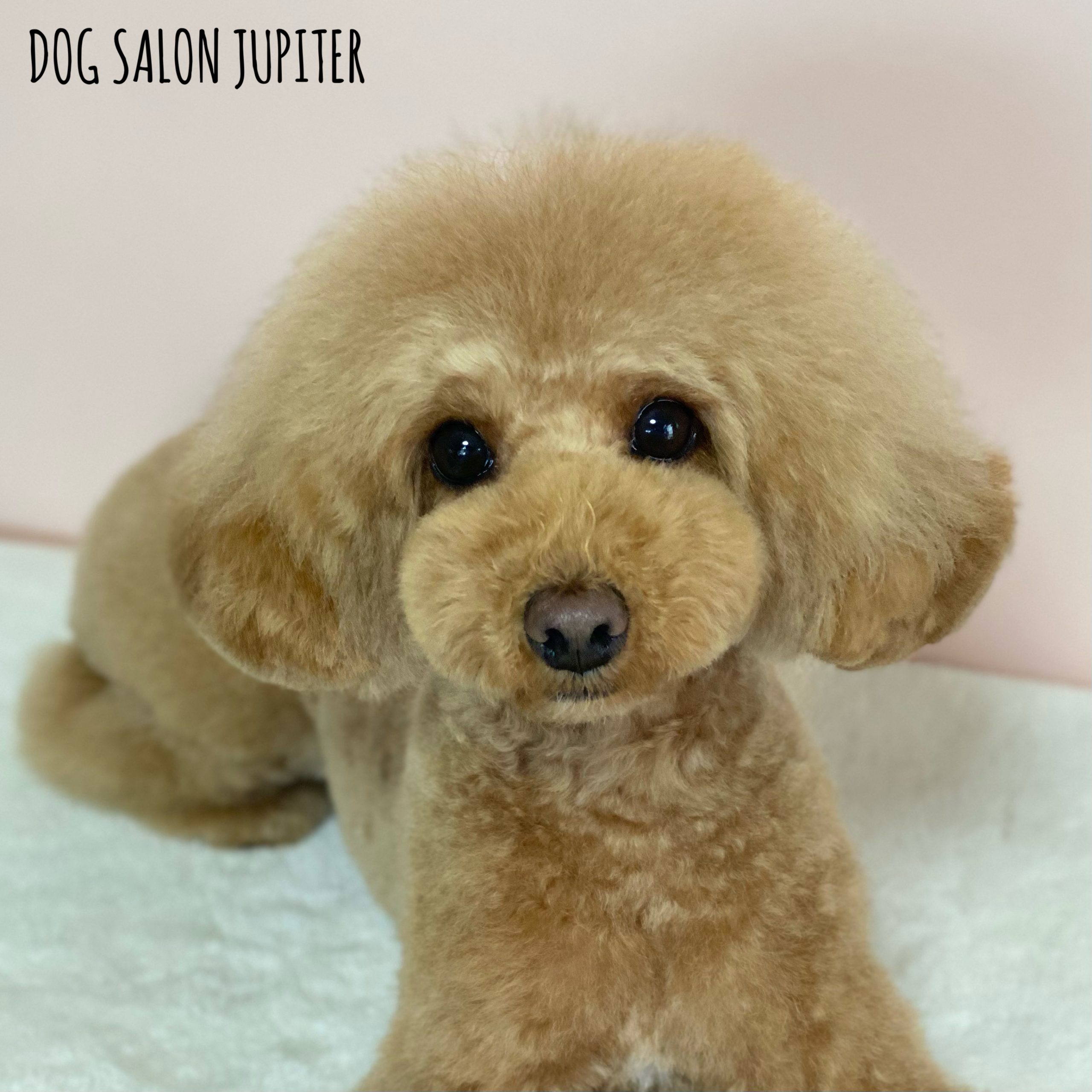 横浜市泉区のトリミングサロン【DOG SALON JUPITER 】トイプードルのトリミング