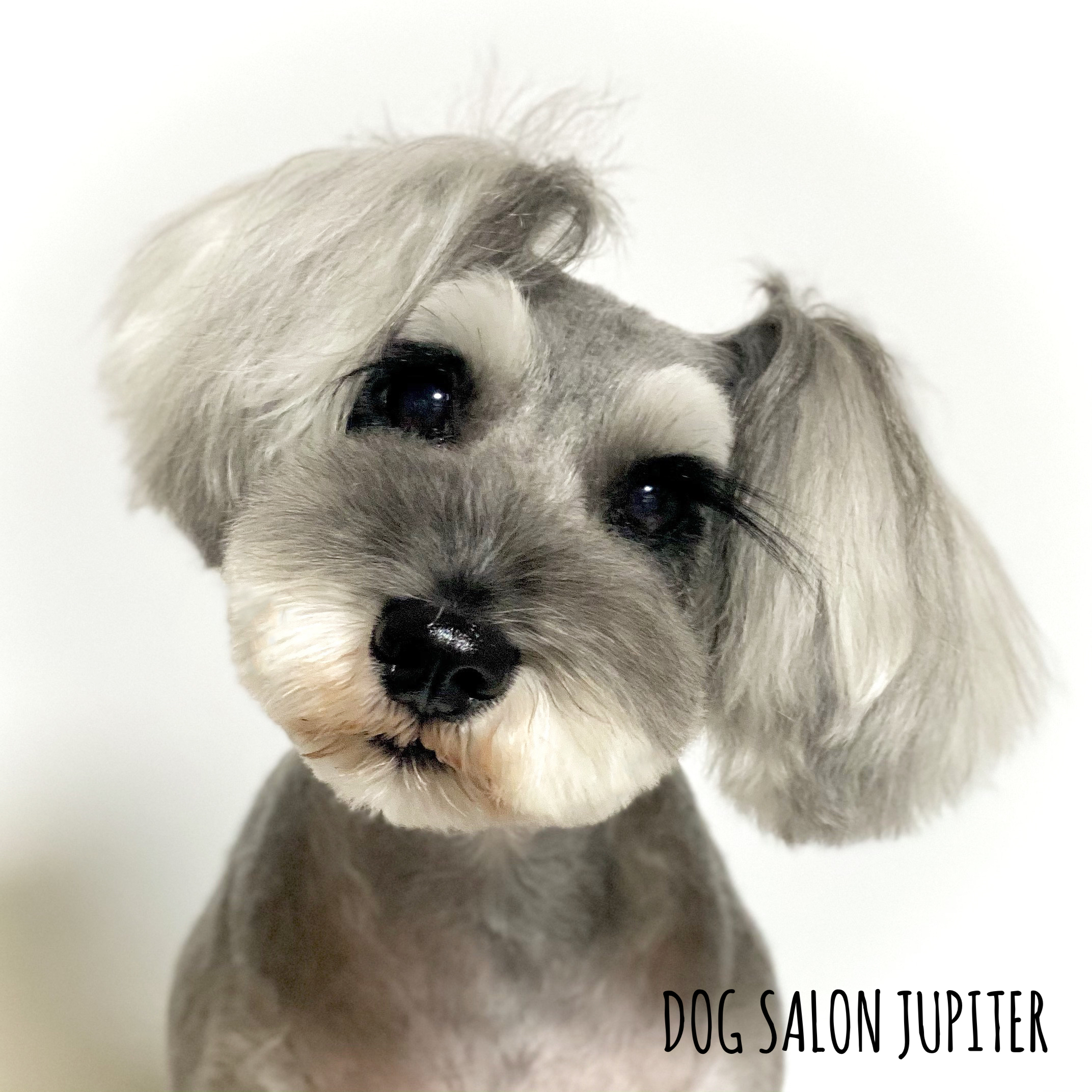 横浜市泉区のトリミングサロン【DOG SALON JUPITER 】シュナウザーのトリミング