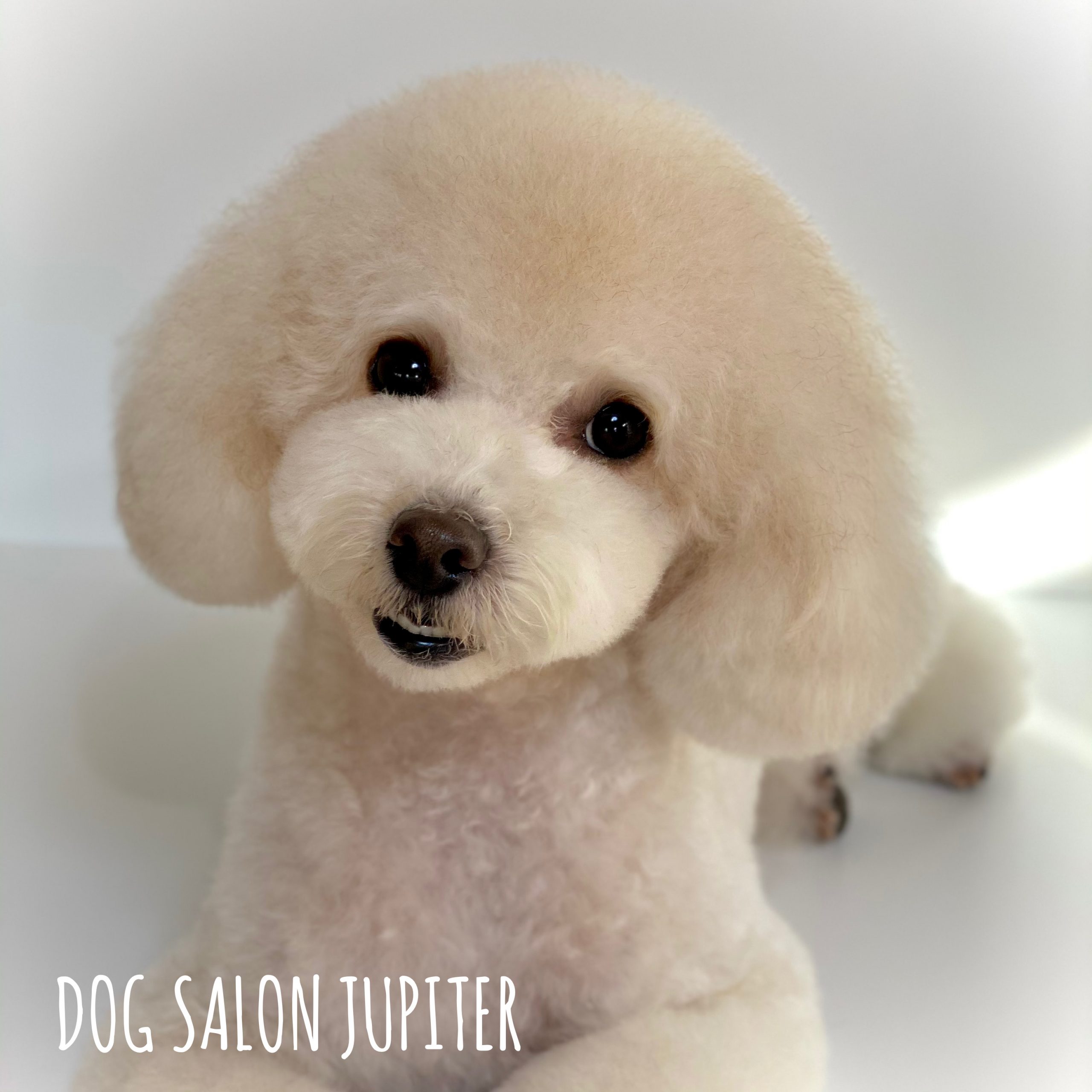 横浜市泉区のトリミングサロン【DOG SALON JUPITER 】トイプードルのトリミング