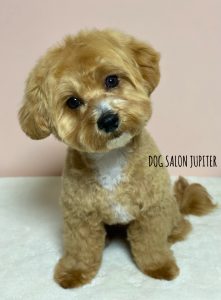 横浜市泉区のトリミングサロン Dog Salon Jupiter ミックス犬のトリミング