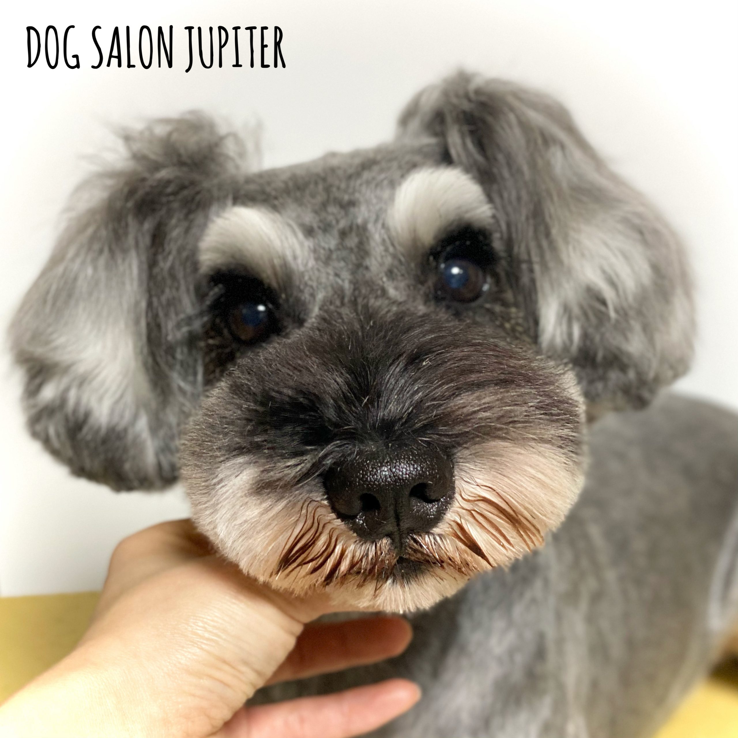 横浜市泉区のトリミングサロン【DOG SALON JUPITER 】シュナウザーのトリミング