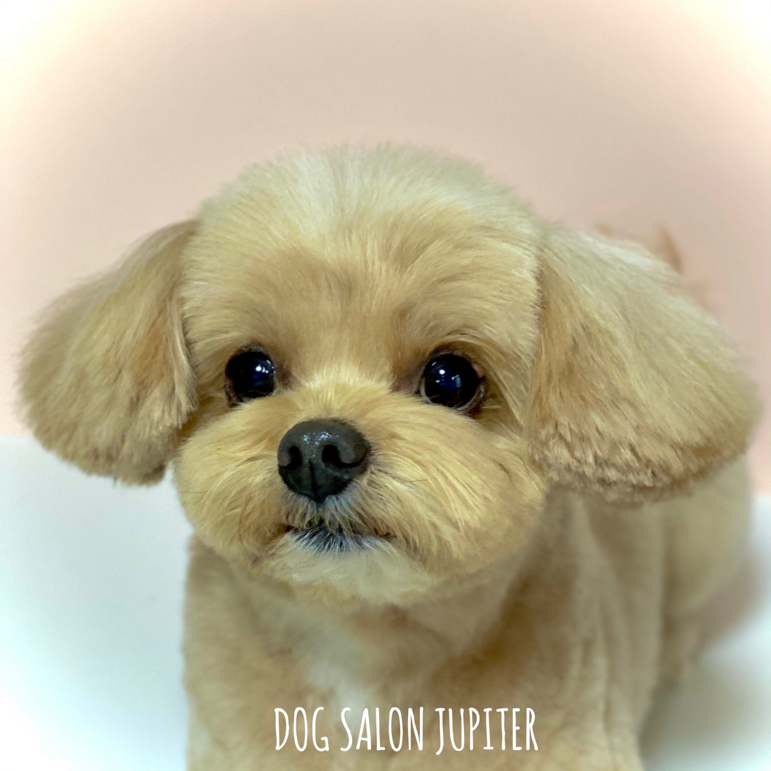 横浜市泉区のトリミングサロン【DOG SALON JUPITER 】ミックス犬のトリミング