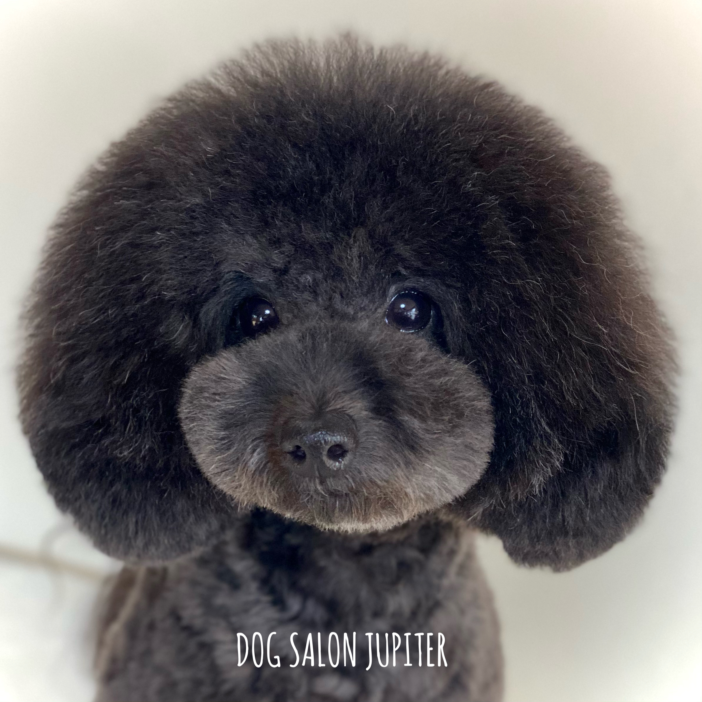 横浜市泉区のトリミングサロン【DOG SALON JUPITER 】トイプードルのトリミング