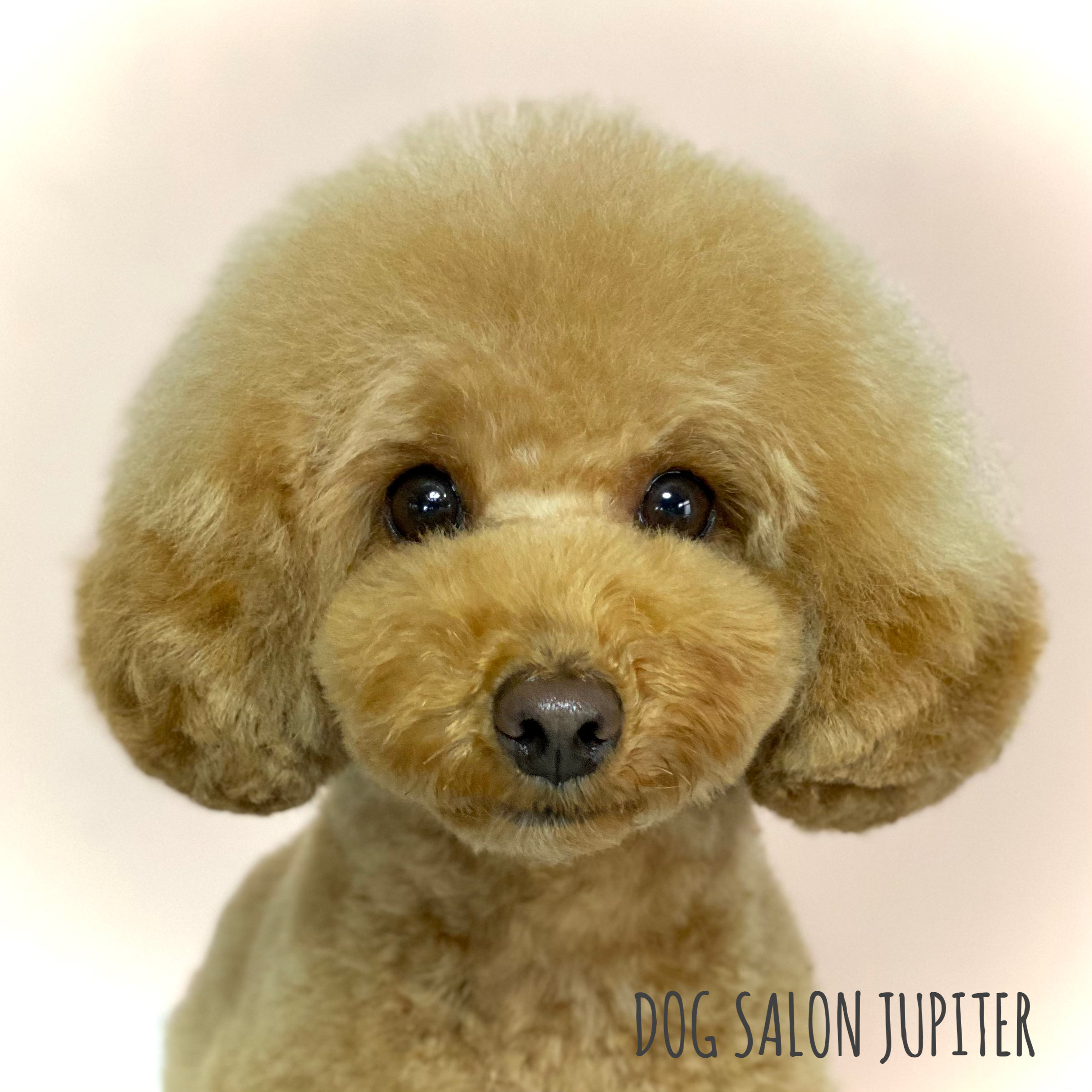 横浜市泉区のトリミングサロン【DOG SALON JUPITER 】トイプードルのトリミング