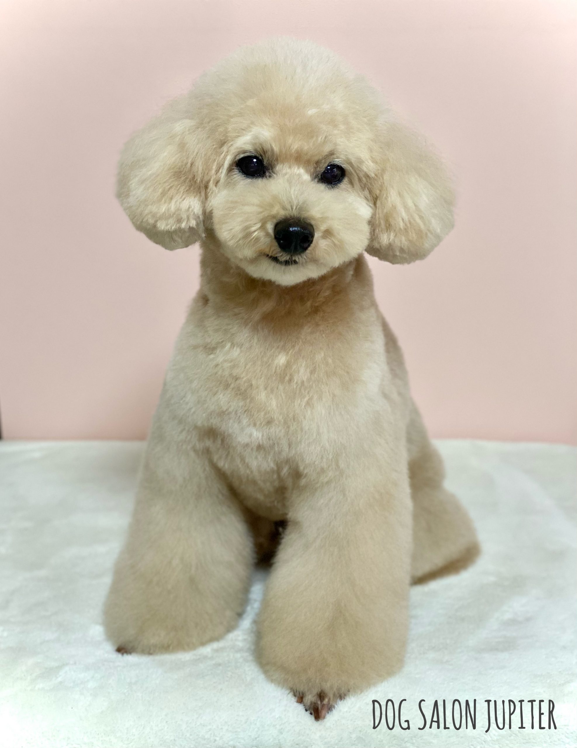 横浜市泉区のトリミングサロン【DOG SALON JUPITER 】トイプードルのトリミング