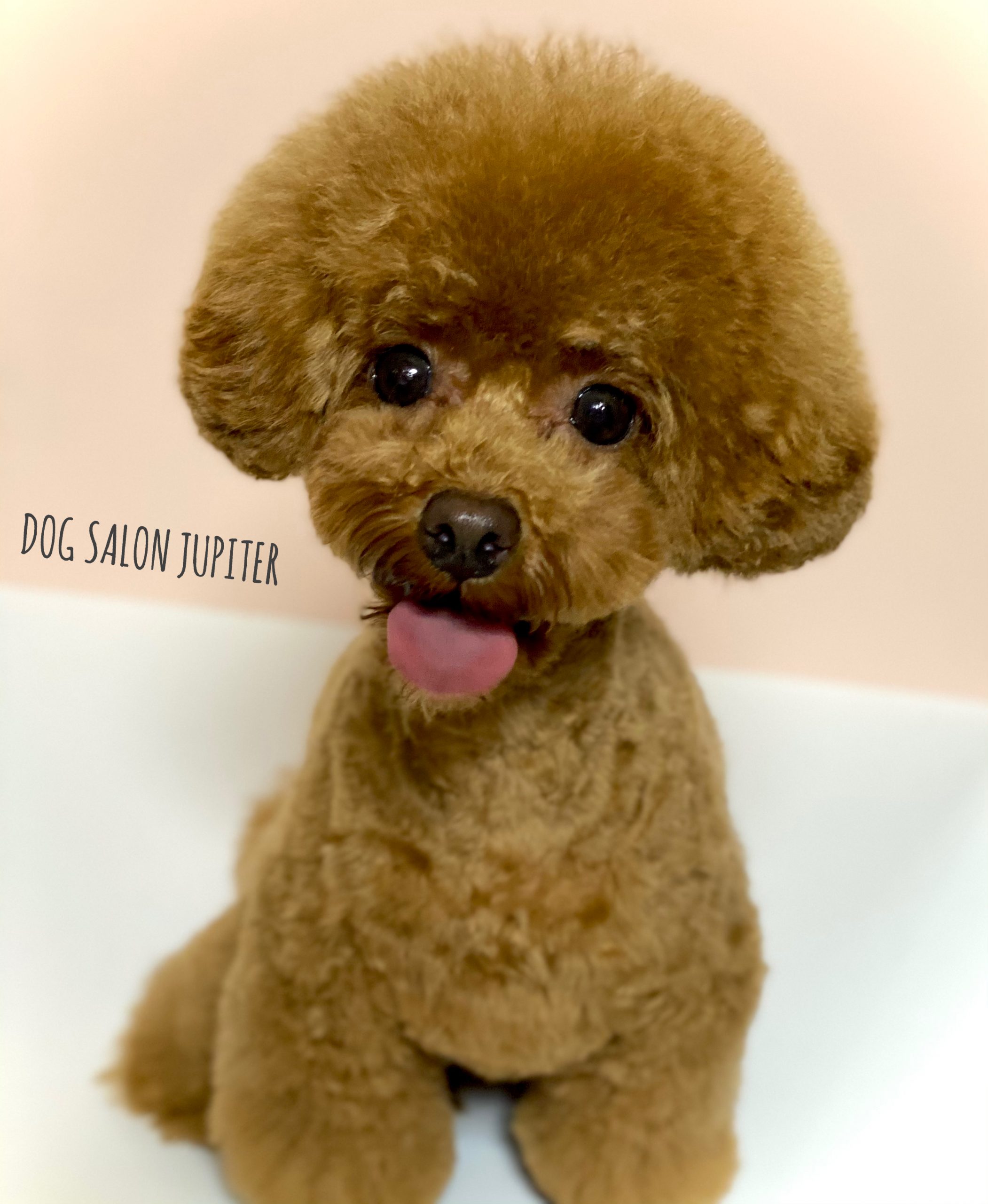 横浜市泉区のトリミングサロン【DOG SALON JUPITER 】トイプードルのトリミング