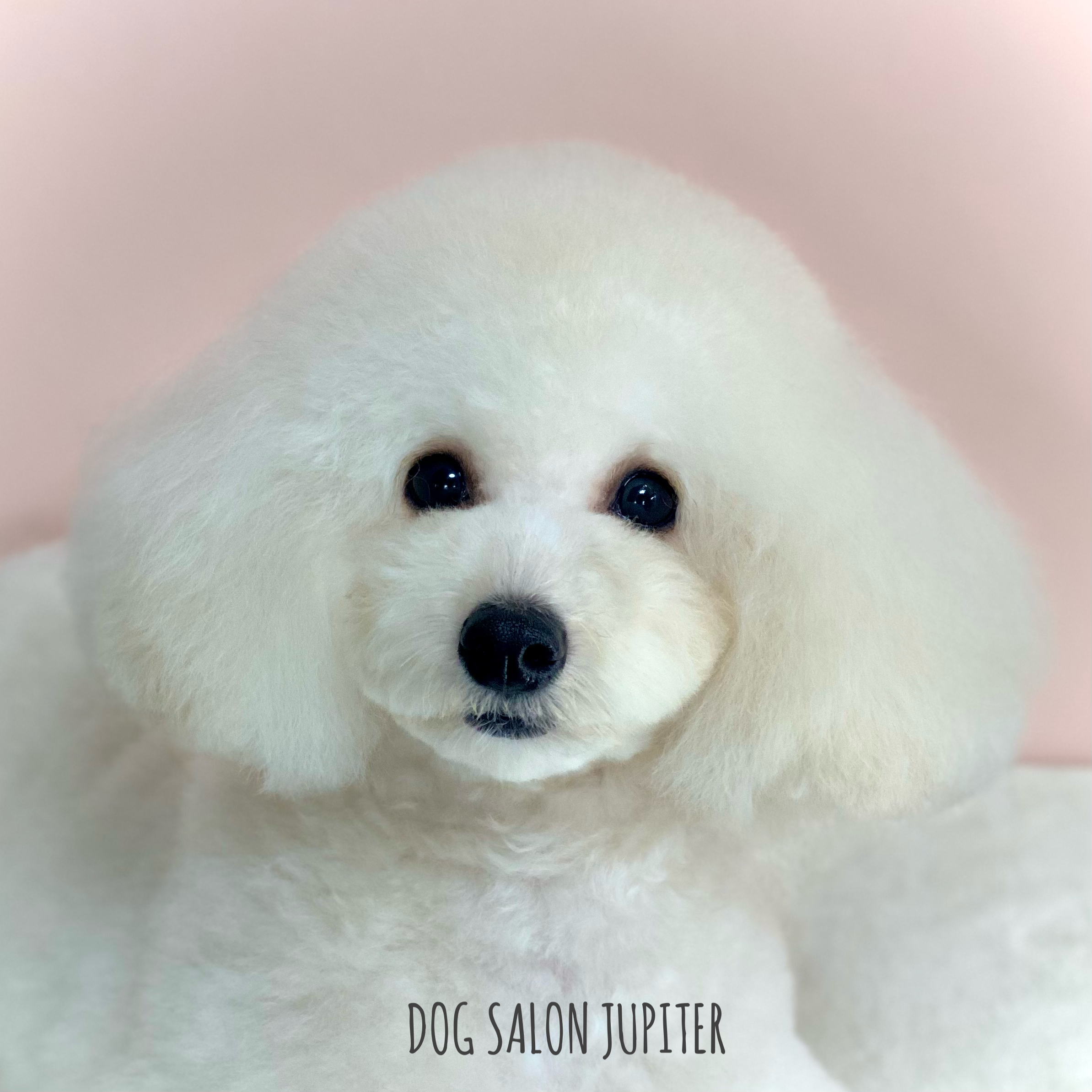 横浜市泉区のトリミングサロン【DOG SALON JUPITER 】トイプードルのトリミング