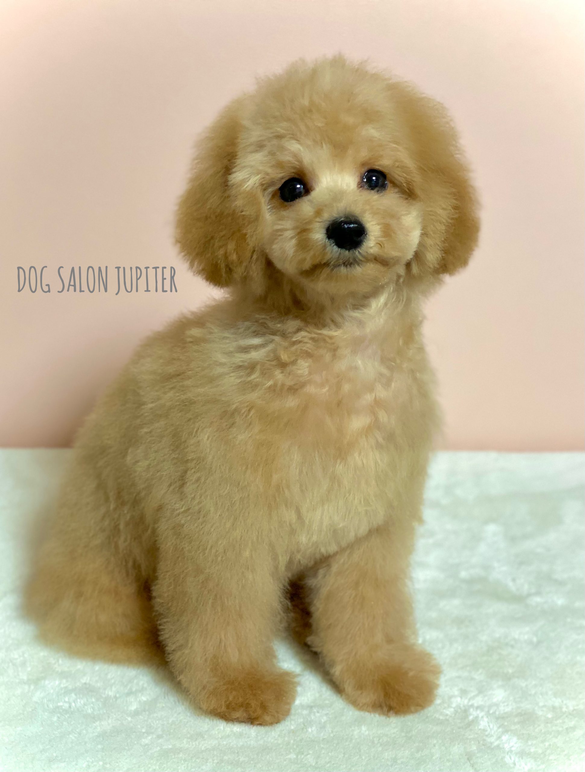 横浜市泉区のトリミングサロン【DOG SALON JUPITER 】トイプードルの仔犬のトリミング