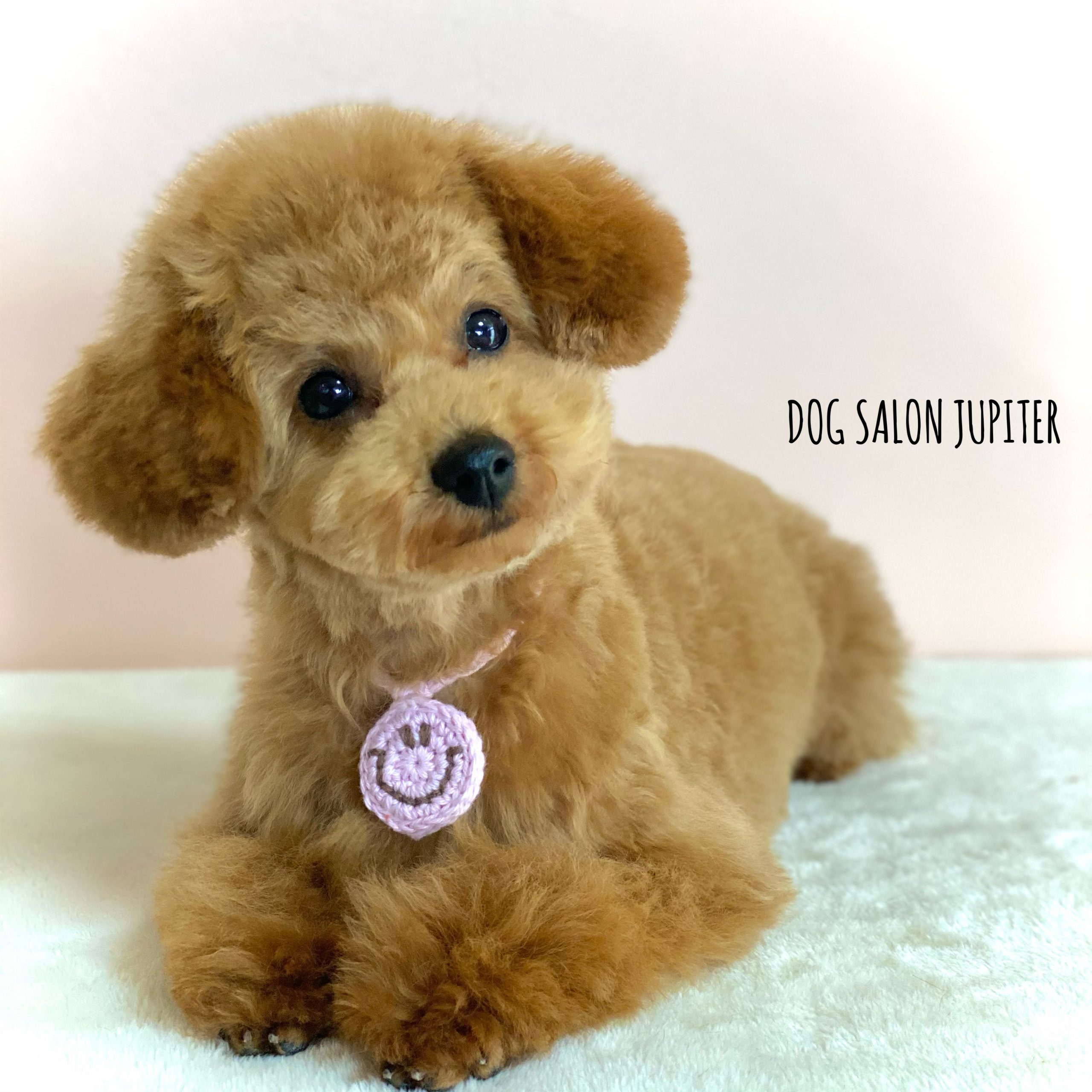 横浜市泉区のトリミングサロン【DOG SALON JUPITER 】トイプードルの仔犬のトリミング