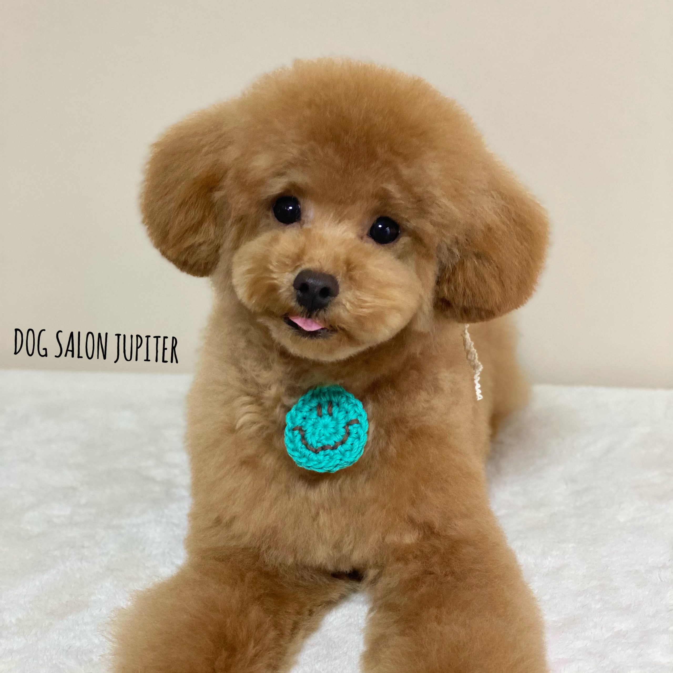 横浜市泉区のトリミングサロン【DOG SALON JUPITER 】トイプードルの仔犬のトリミング