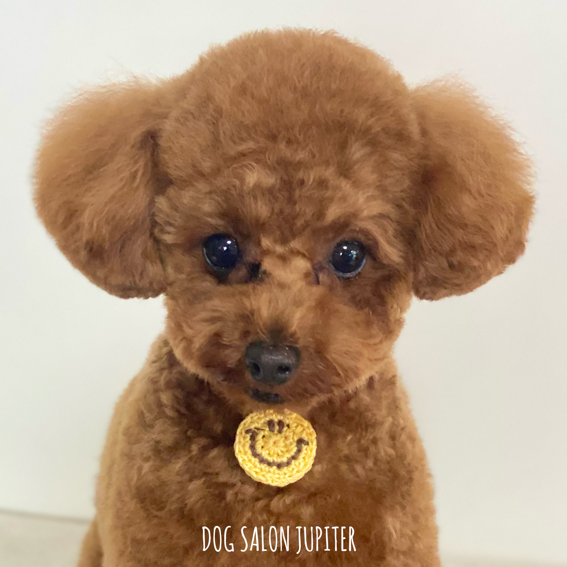 横浜市泉区のトリミングサロン【DOG SALON JUPITER 】トイプードルのトリミング