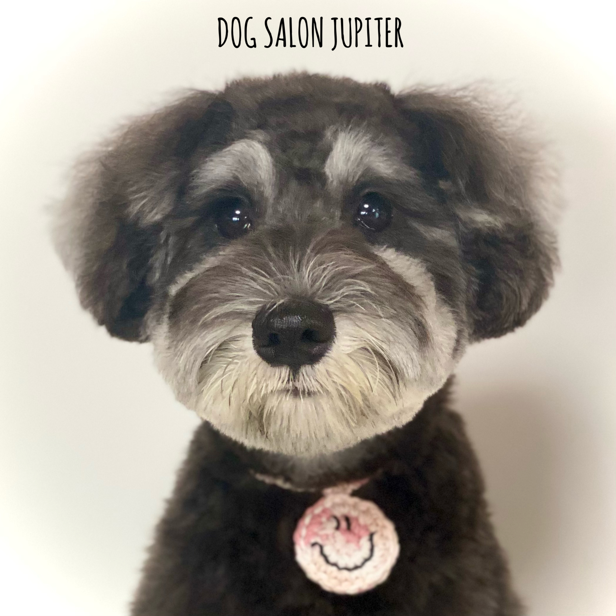 横浜市泉区のトリミングサロン【DOG SALON JUPITER 】シュナウザーのトリミング